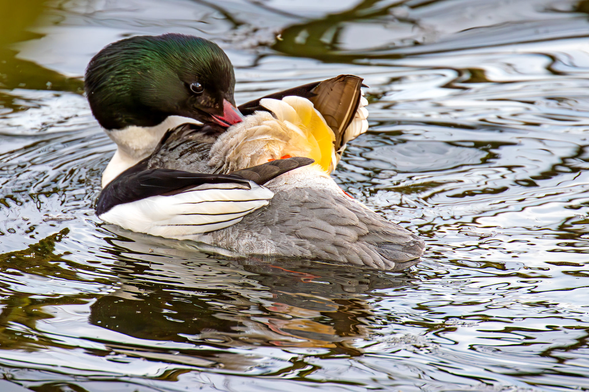 Goosander at Linlithgow Loch 22 March 2025