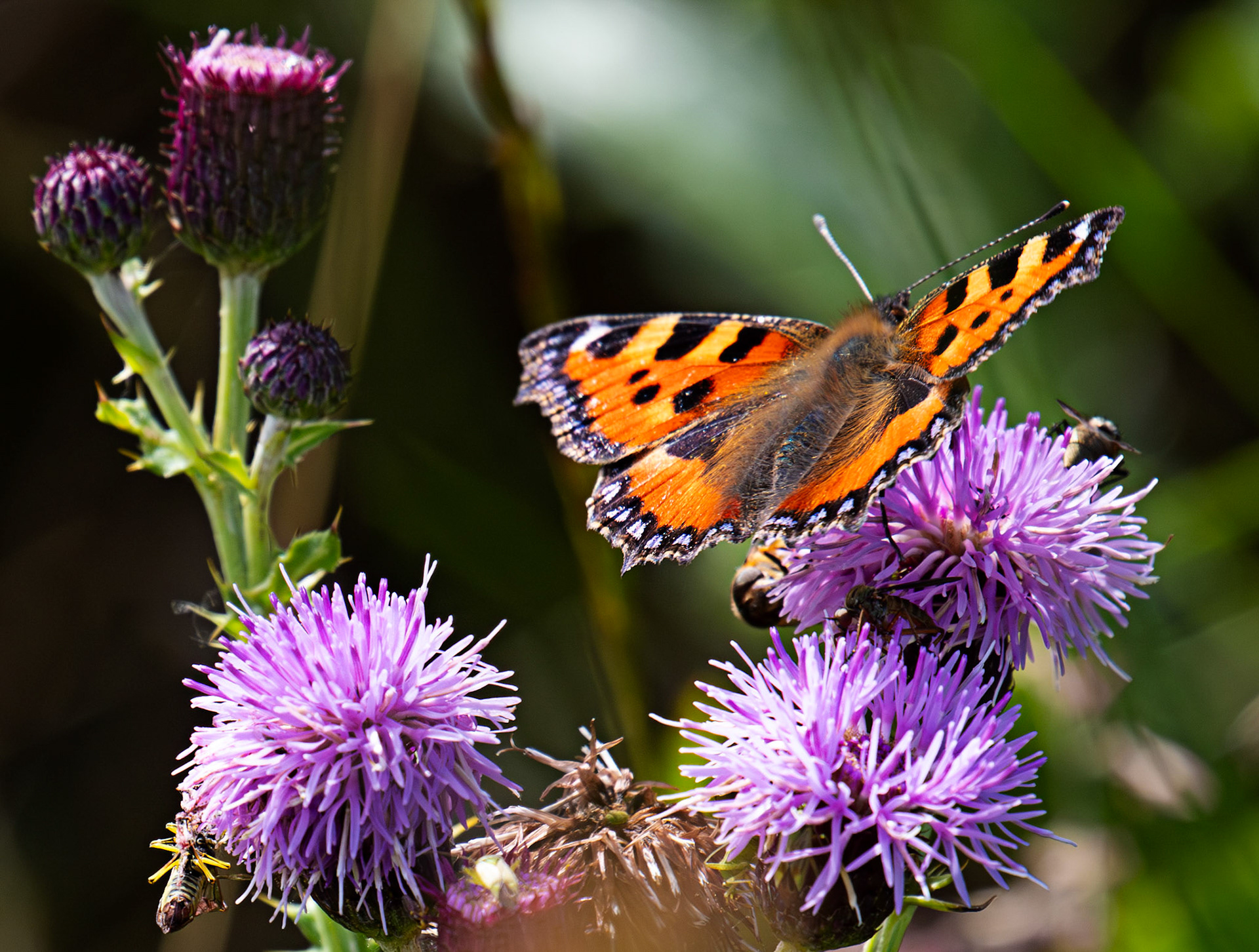 Small Tortoiseshell - Harperrig 08 July 2025