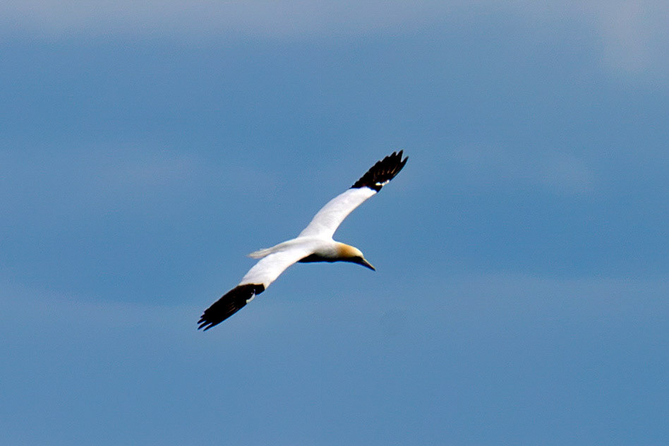 Northern Gannet - Tantallon Castle 04 July 2026