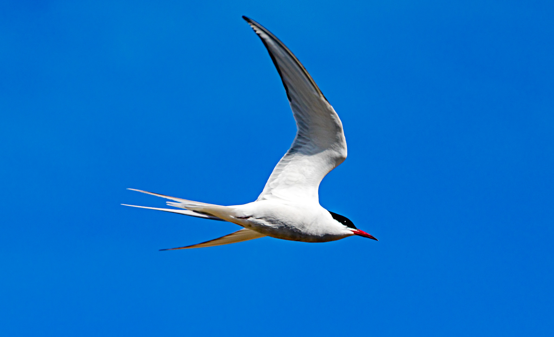 Isle of May - 04 June 2022