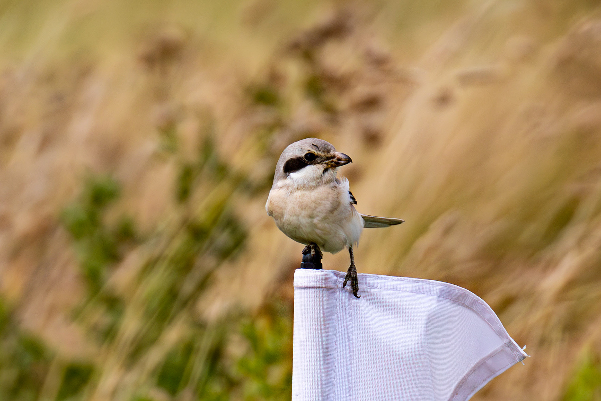 Steppe Grey Shrike in Dunbar 14 Sept 2024
