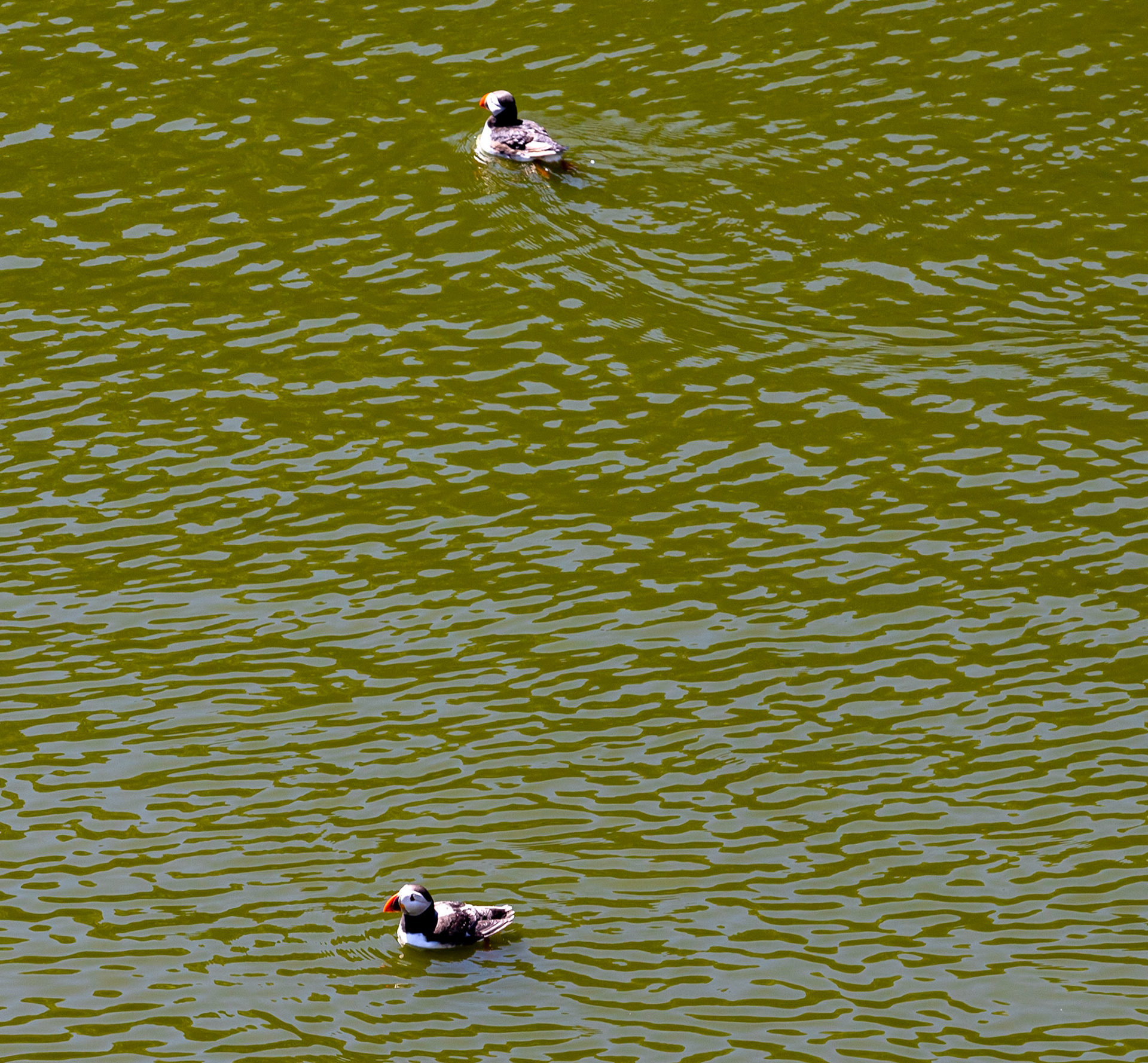 Puffin - Isle of May - 04 June 2022