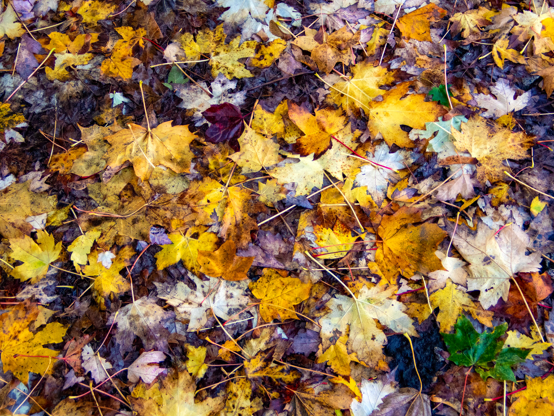 Dumbarton 26 Oct 2022