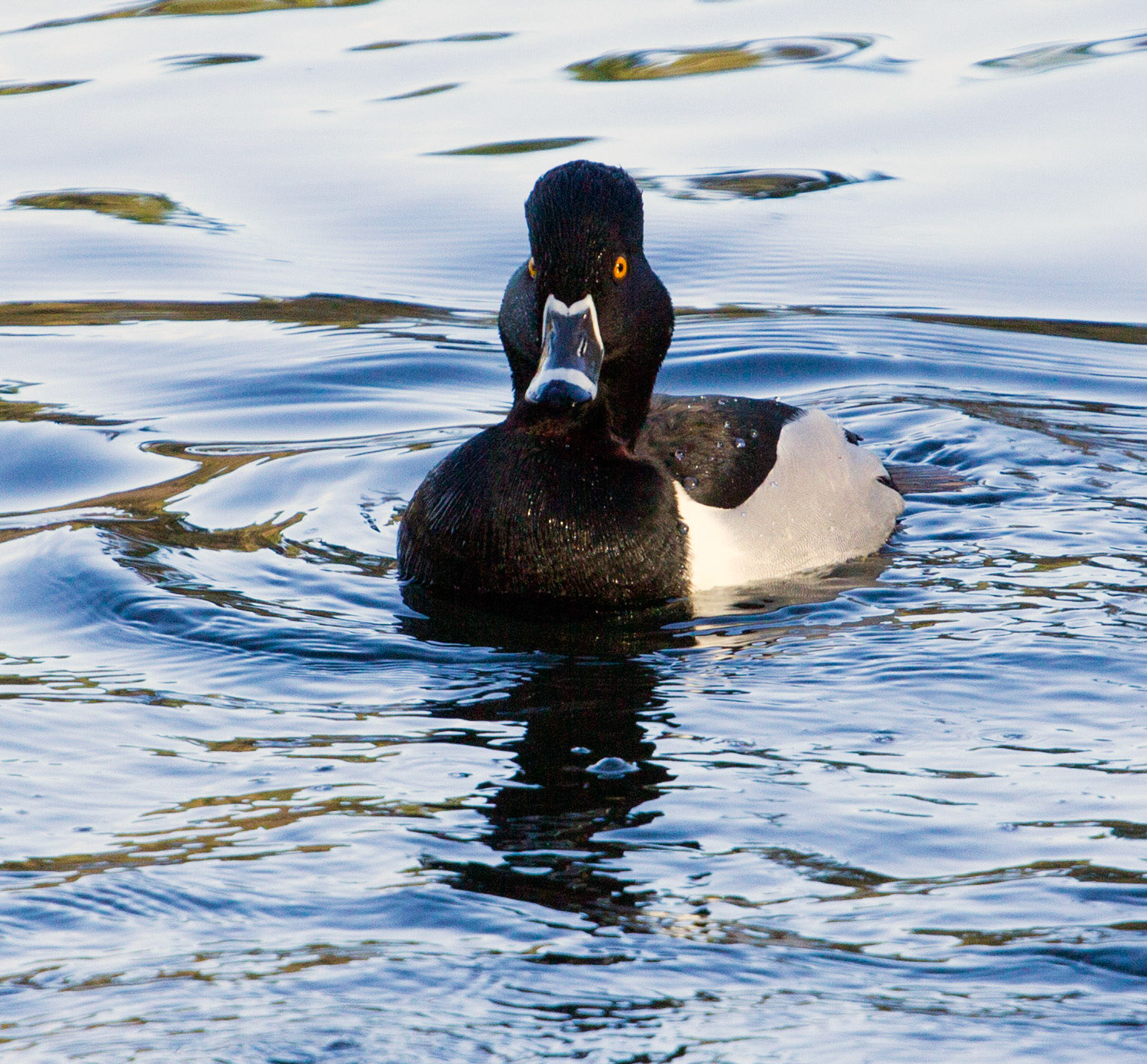Ring-Necked Duck Please see my other Photographs at: http://www.jamespdeans.co.uk/