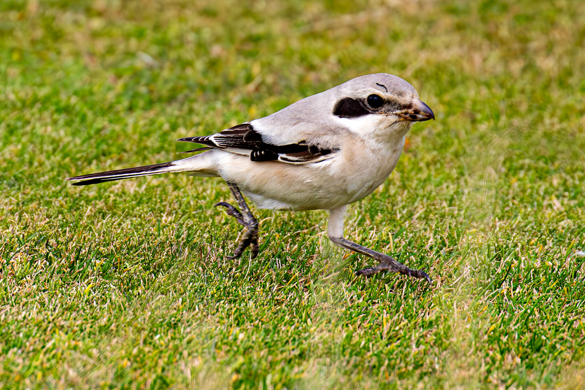 Steppe Grey Shrike in Dunbar 14 Sept 2024
