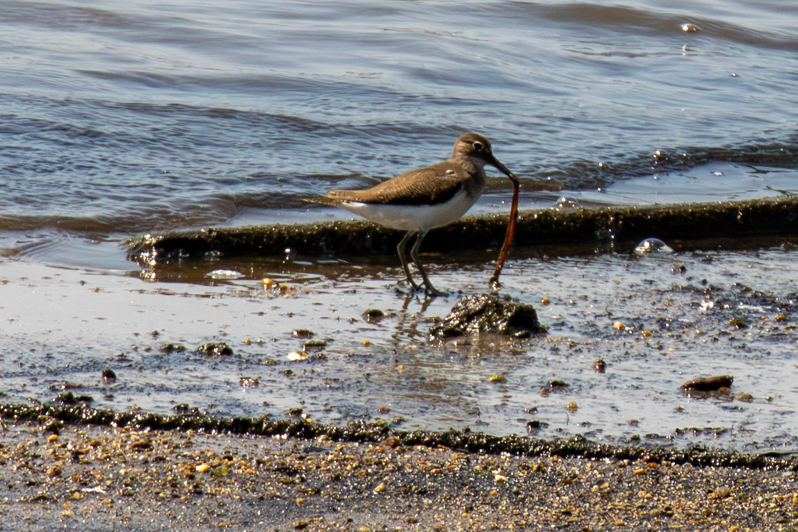 Common Sandpiper. Porto 18 August 2026