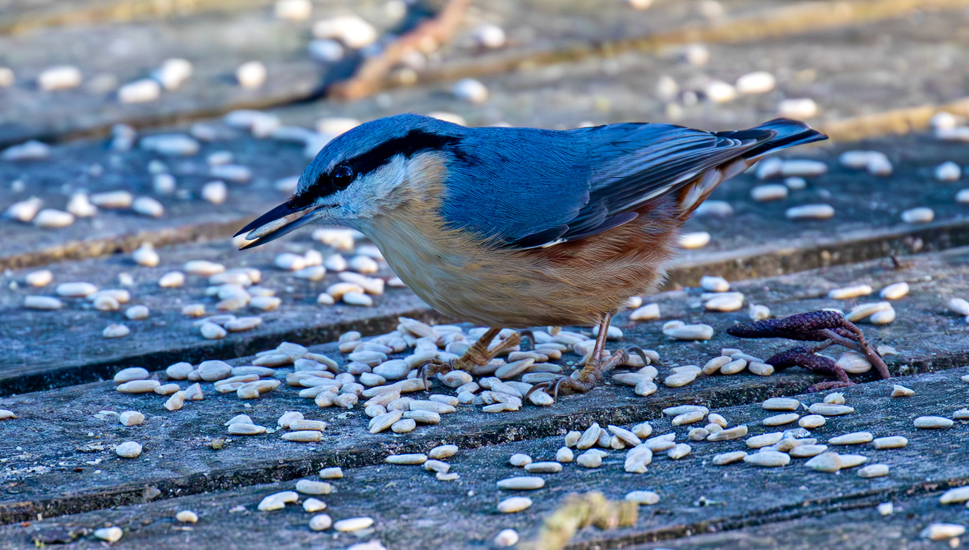 Nuthatch at Bavelaw 30 January 2025