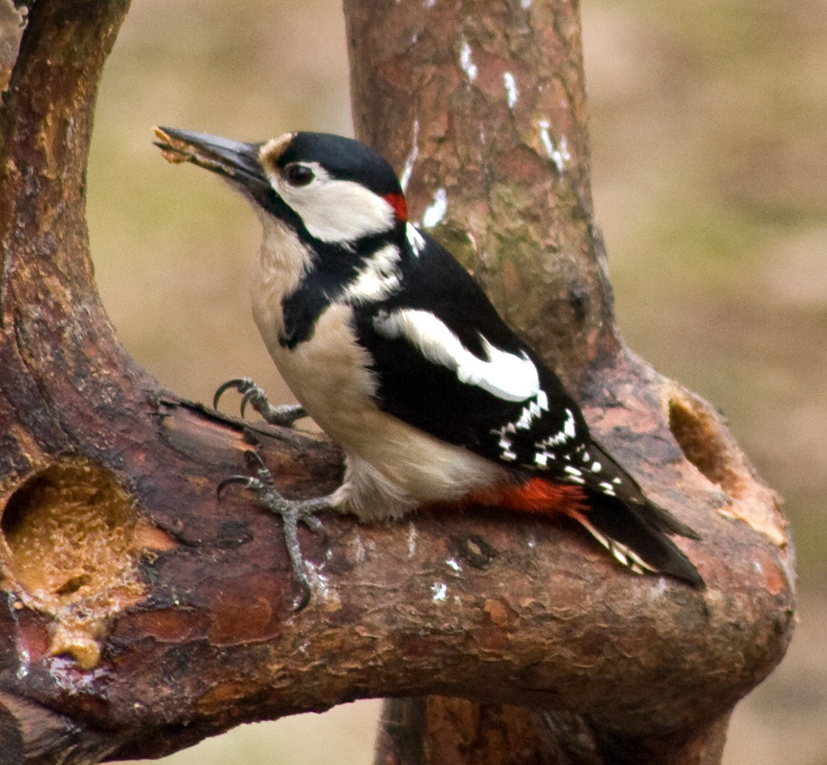 PerthshirePlease see my other Photographs at: http://www.jamespdeans.co.uk/