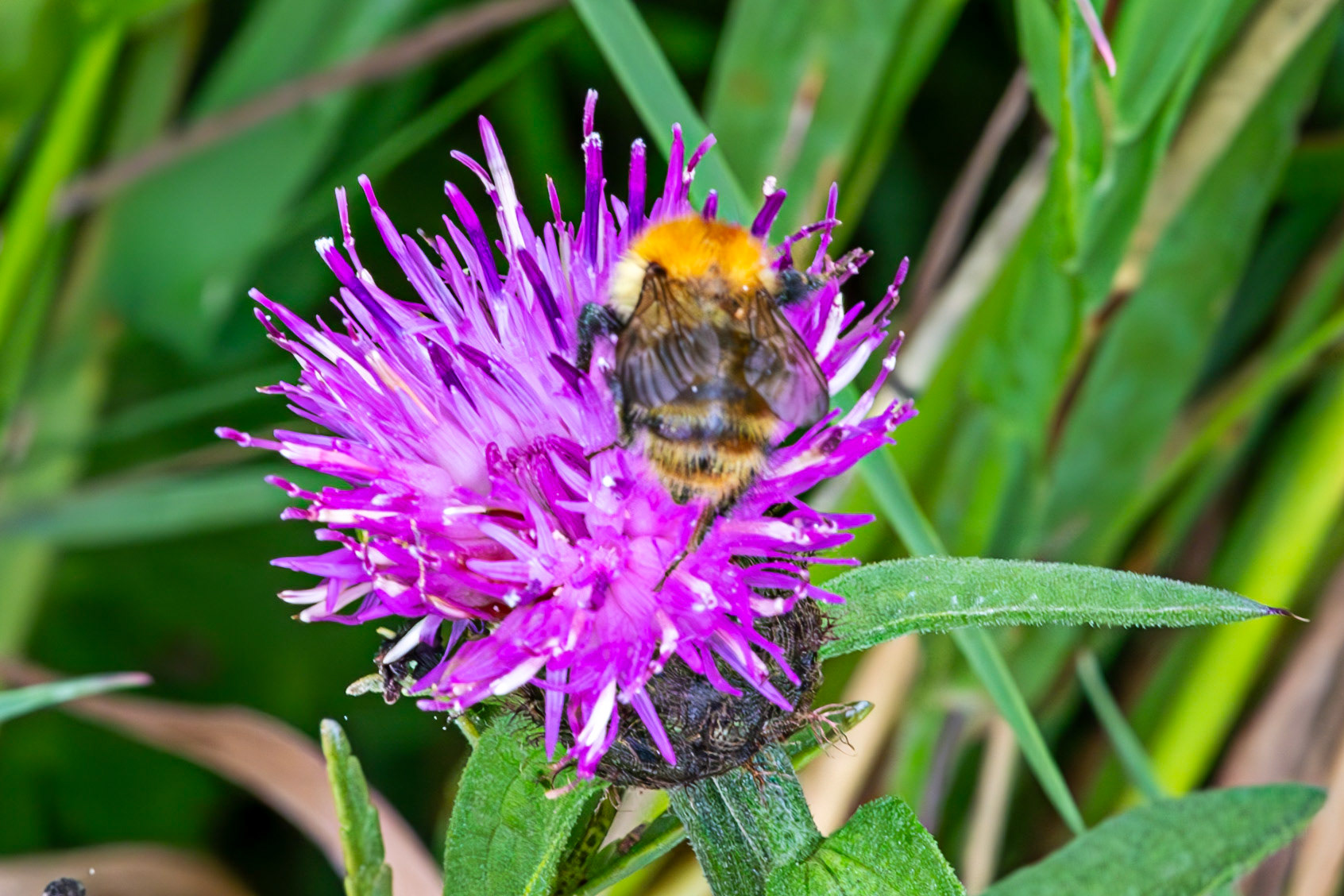 Flanders Moss 06 August 2024