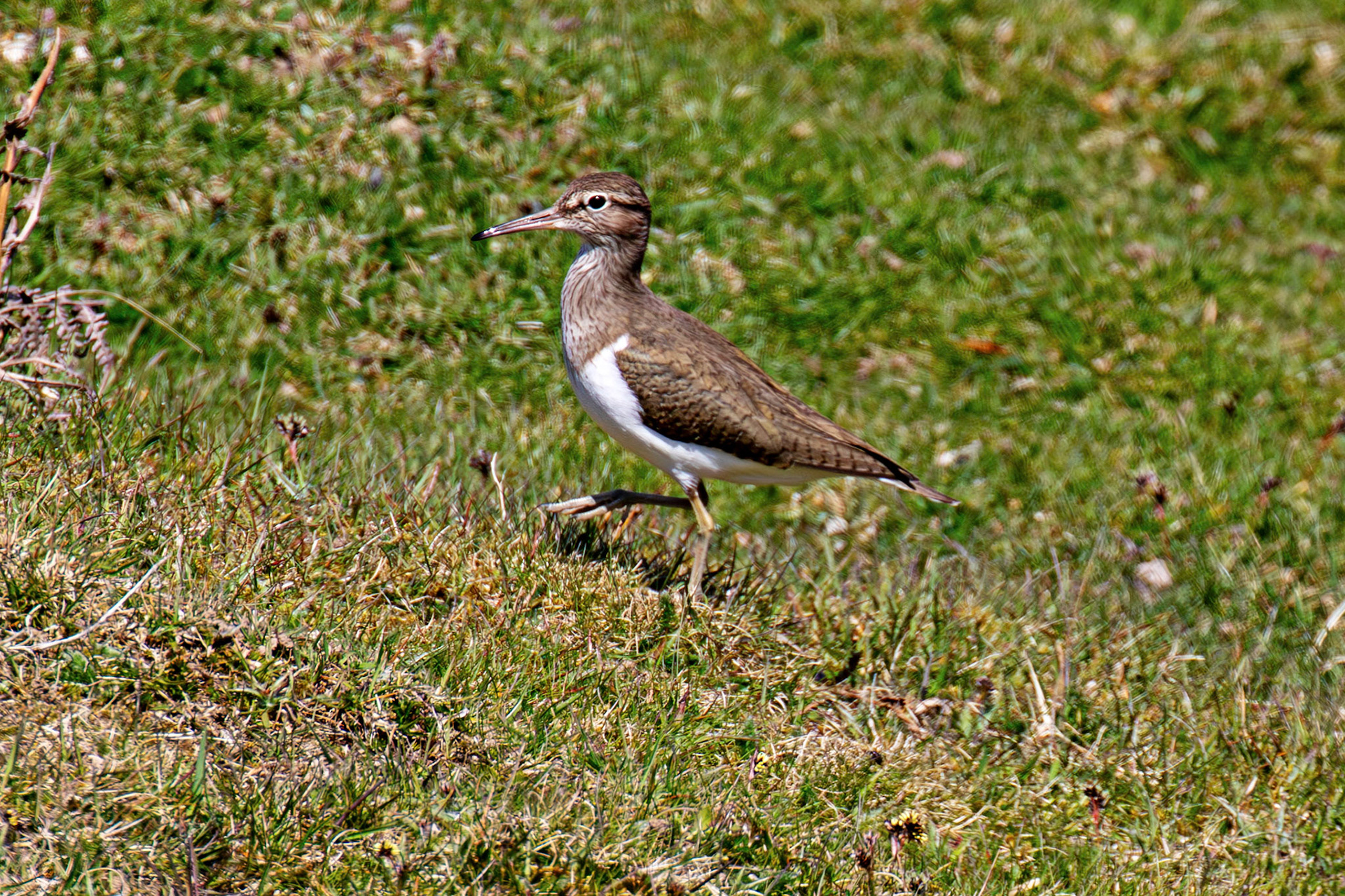 Common Sandpiper: Lammermuir Hills at Faseny Bridge.