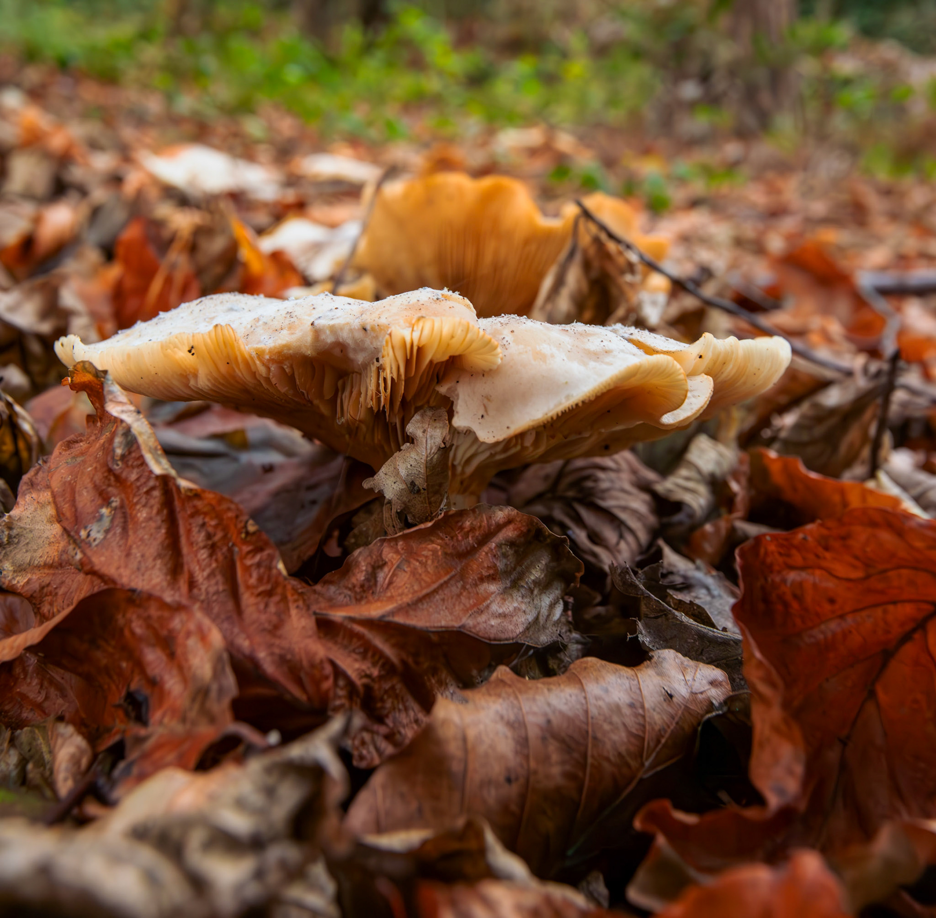 Trooping Funnel mushroom (Infundibulicybe geotropa) "Rickstone Funnel-cap" Deans Woods - 07 November 2025