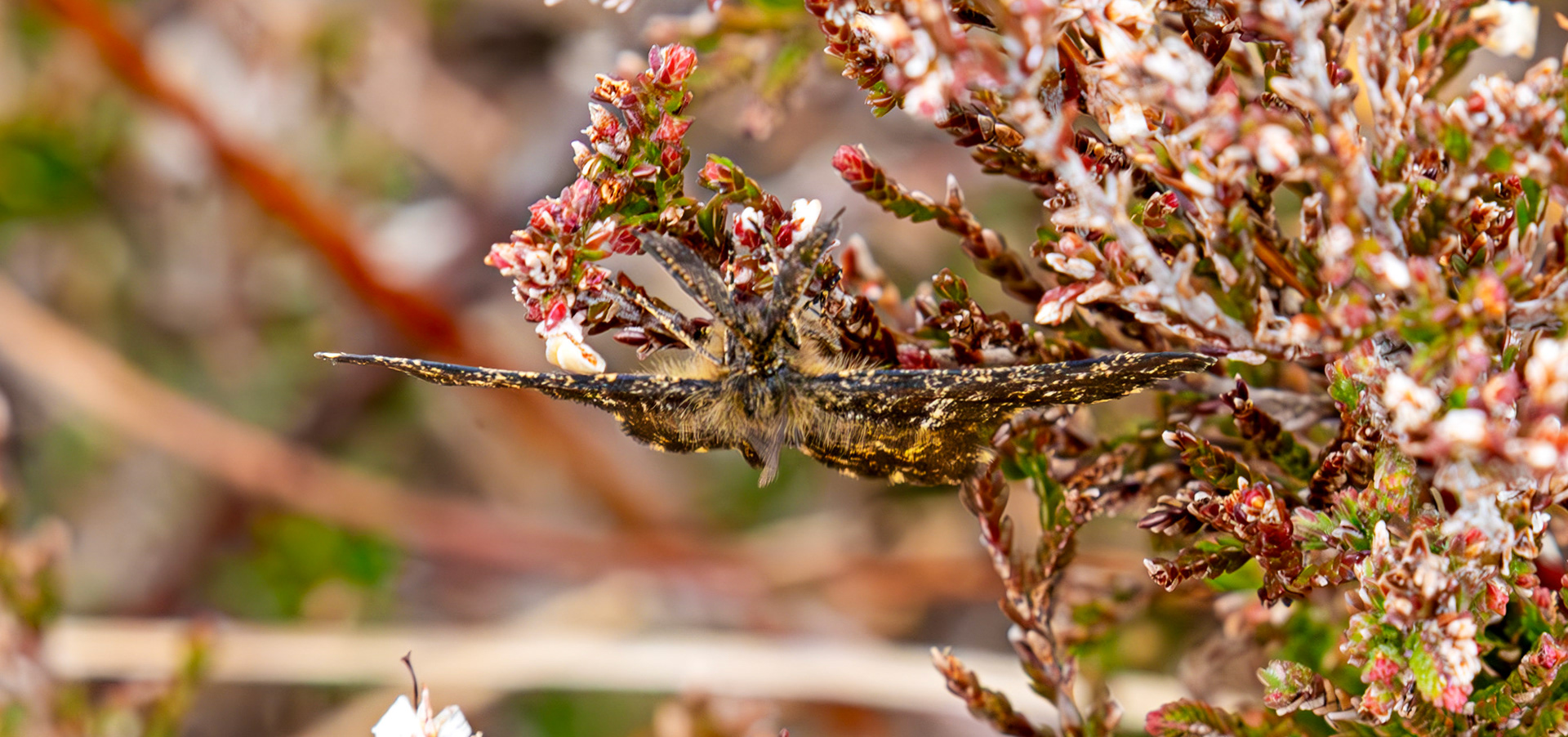 Common Heath Moth (Ematurga atomaria) Forsinard 01 May 2026
