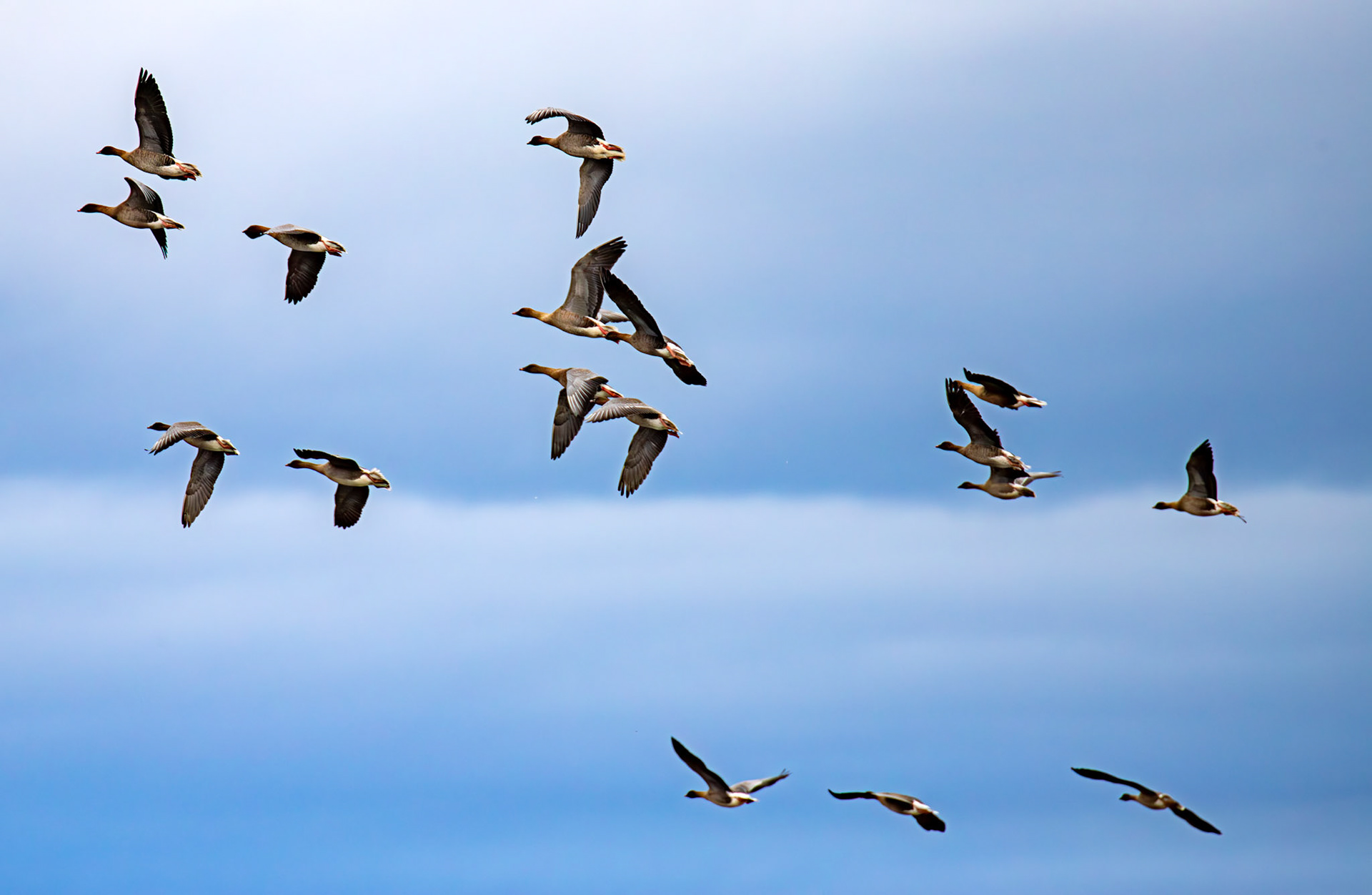 Pink-Footed Geese - Aberlady Bay 14 Sept 2024