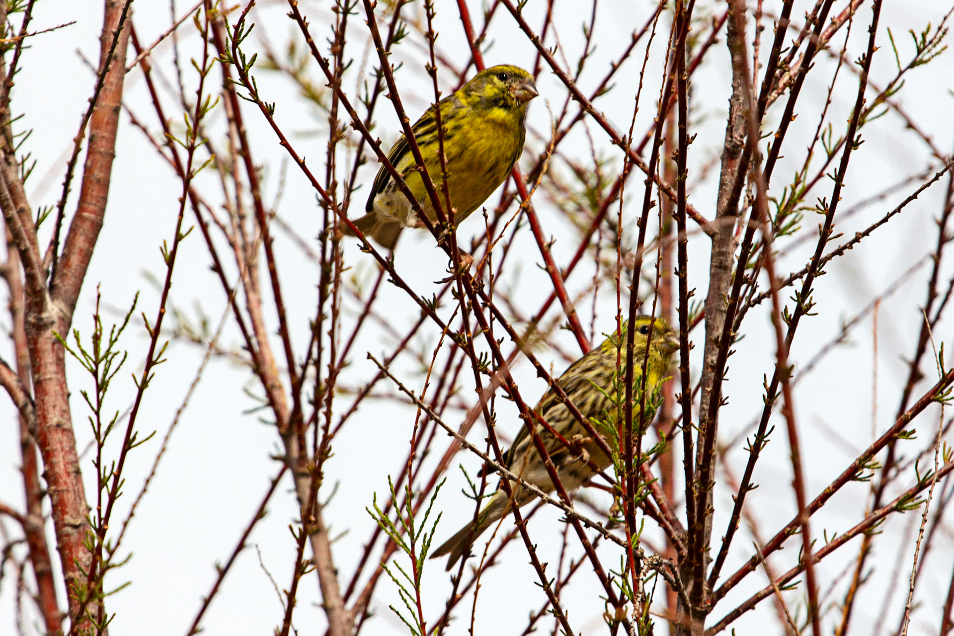 Serins in Altea 18 March 2024