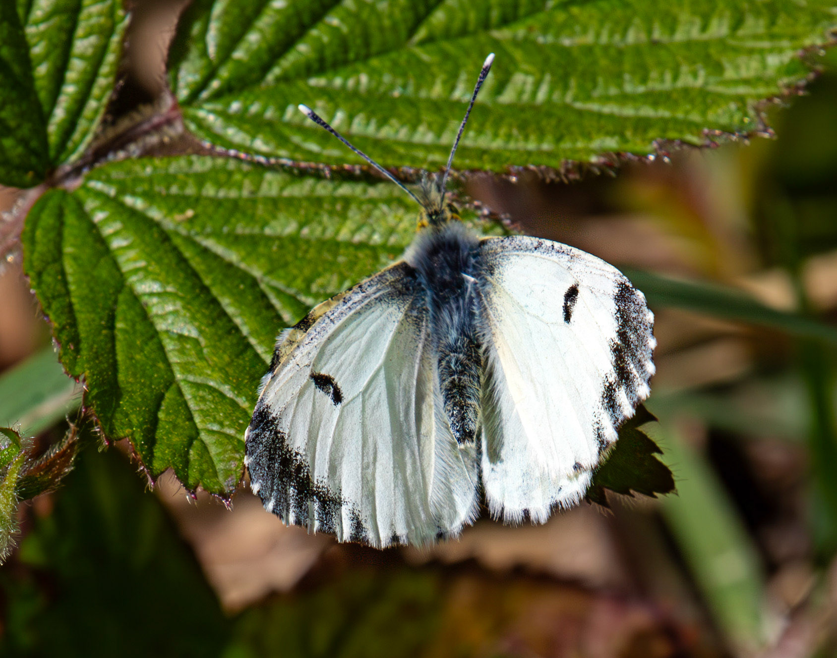 Female Orange Tipped Butterfly at Mannerstons 01 May 2025