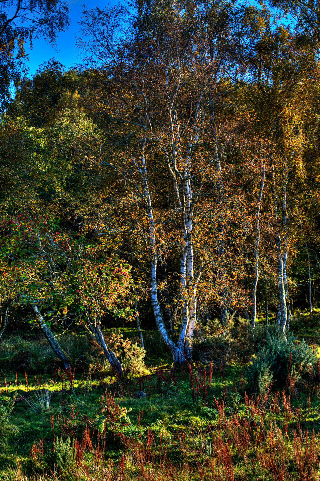Autumn in Aberdeenshire 14 to 16 October 2022