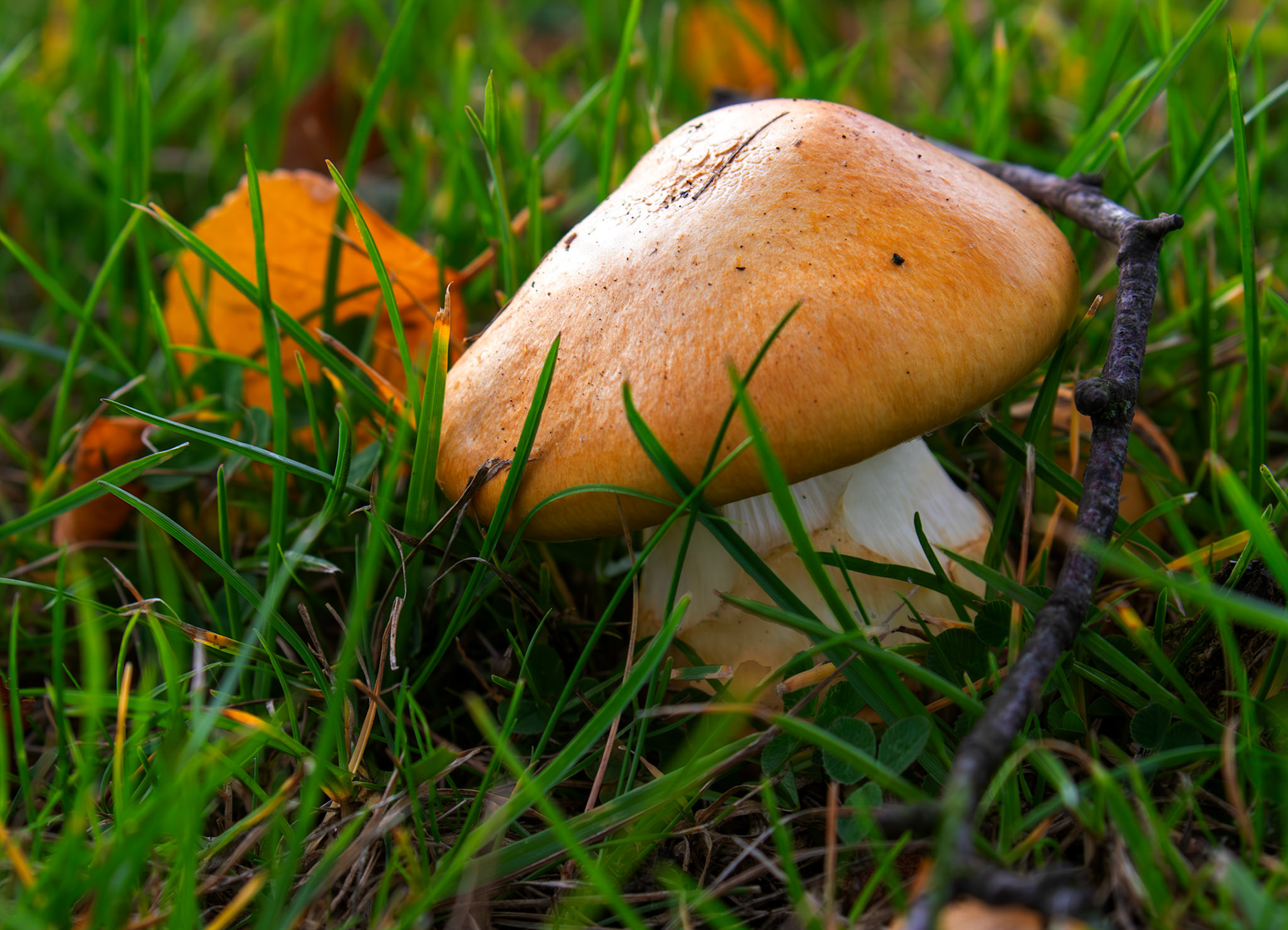 Cortinarius mucosus - Deans North 06 October 2025