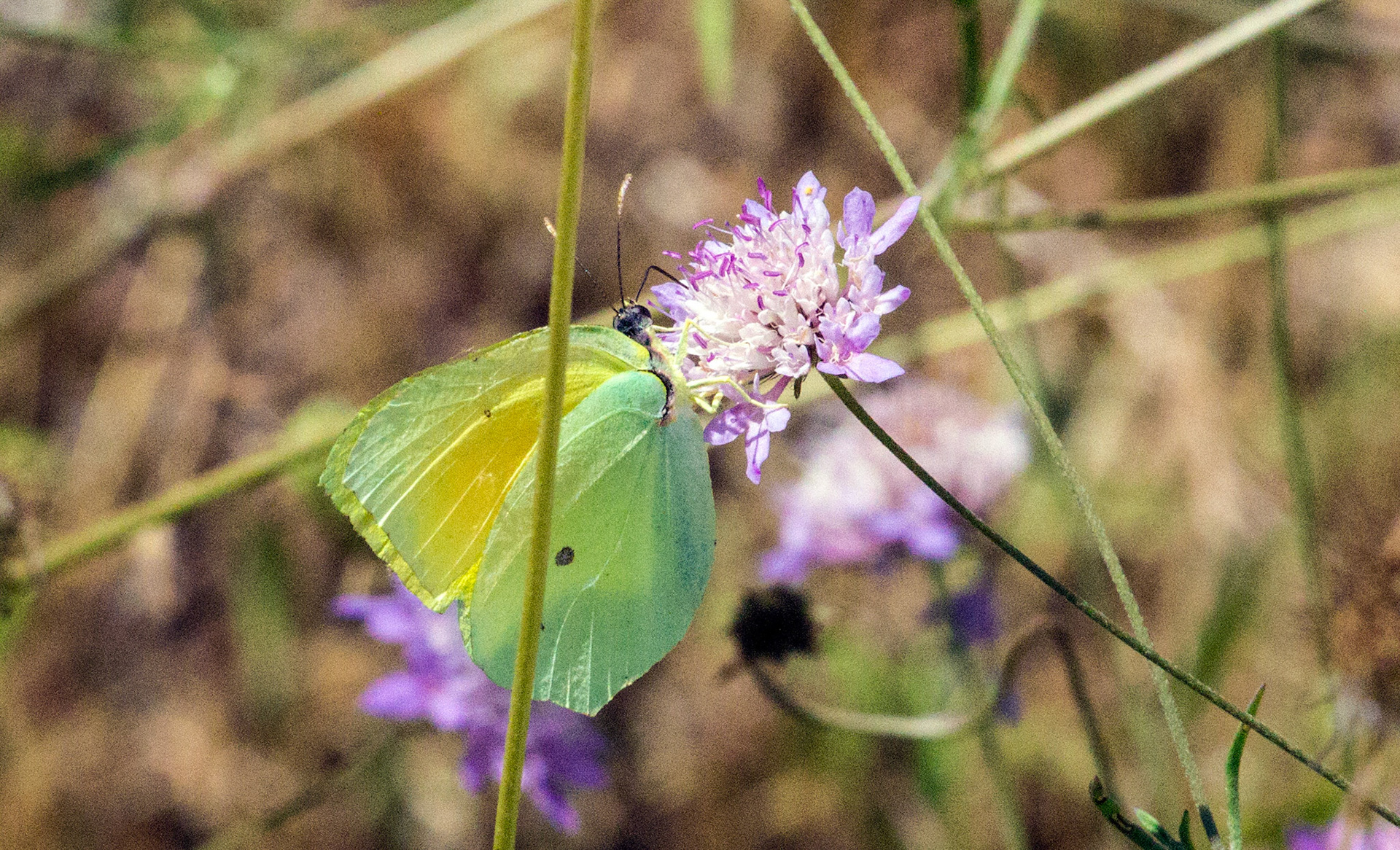 Parc Natural de s'Albufera de MallorcaPlease see my other Photographs at: www.jamespdeans.co.uk
