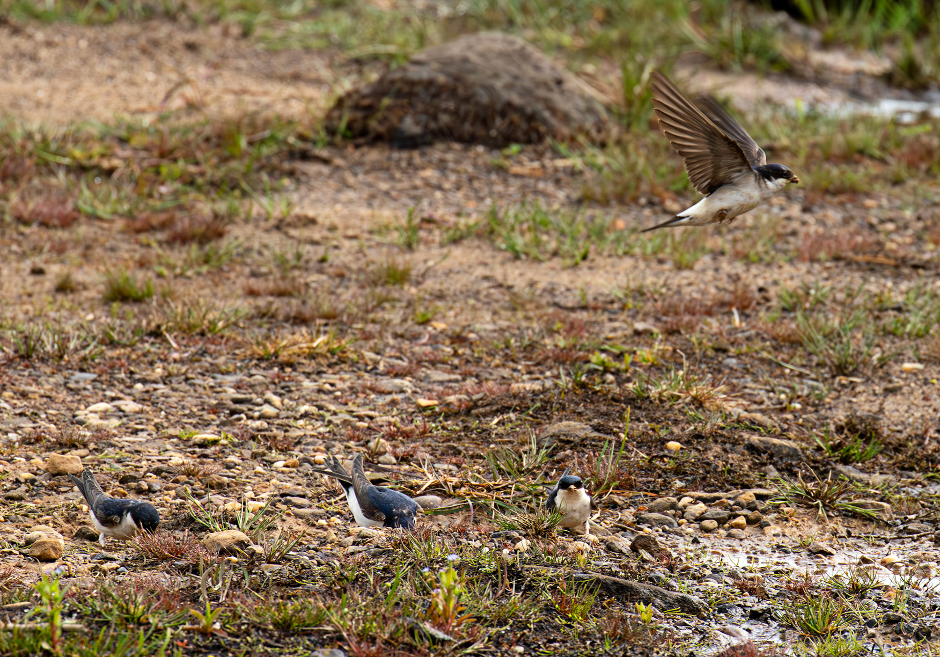 Harperrig 31 May 2025