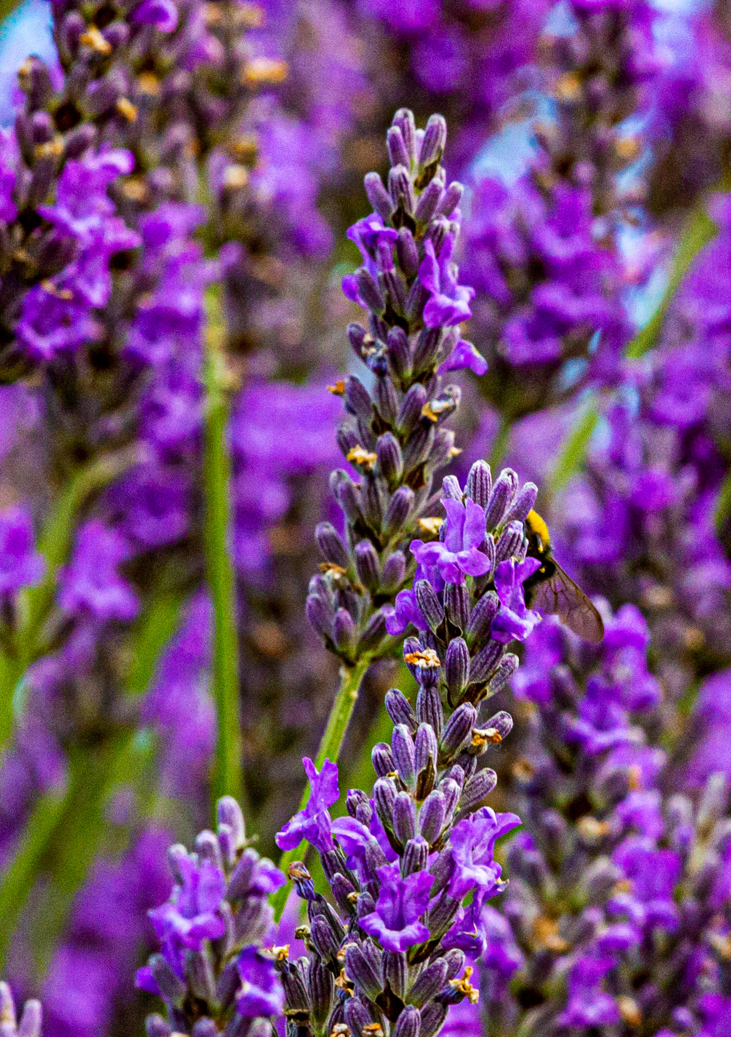 I spent an amazing few hours at Scottish Lavender Oils. They are so dedicated to nature and not to profit!