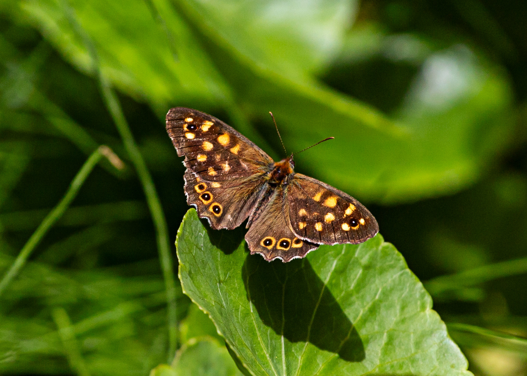 Butterflies in Siena Botanics 19 June 2024