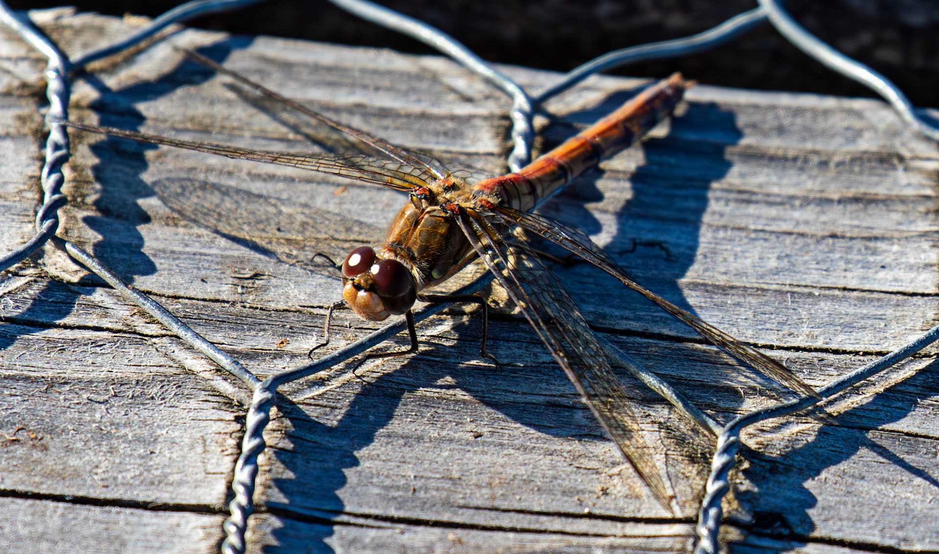 Common Darter - Sympetrum striolatum - Bavelaw 25 Sep 2025