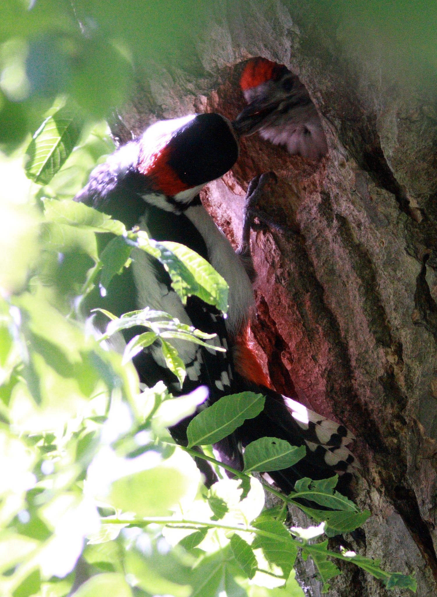 Greater Spotted Woodpecker East Calder Please see my other Photographs at: http://www.jamespdeans.co.uk/