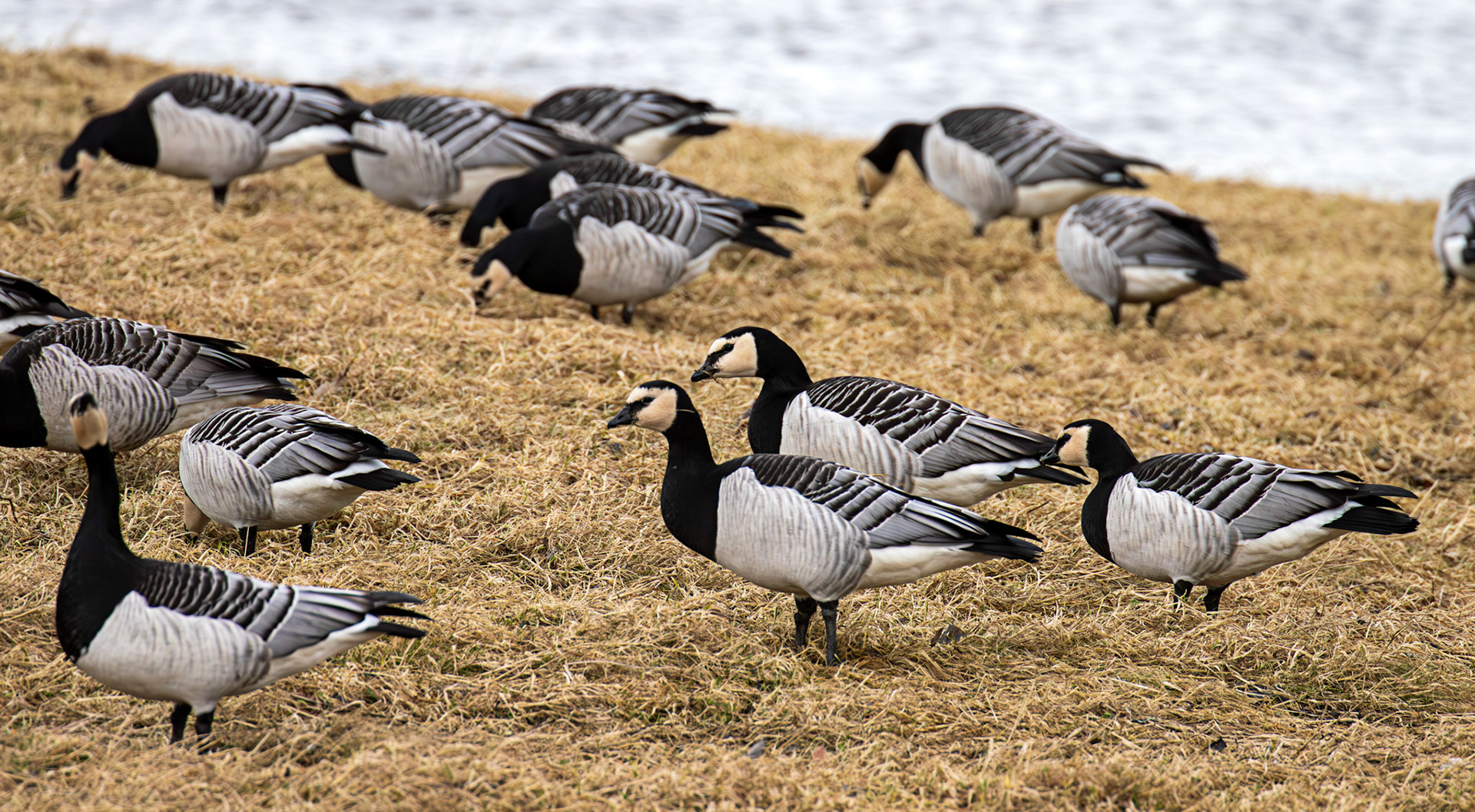 Barnacle Geese: The Island of Islay 04 March 2025