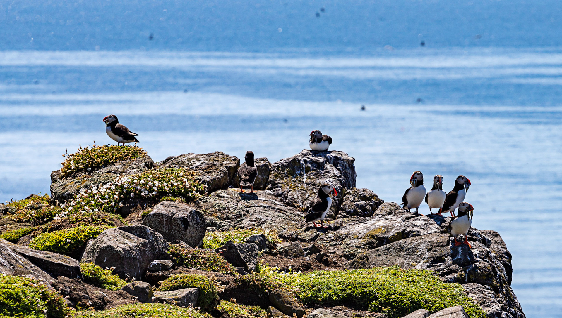 Puffin - Isle of May - 04 June 2022