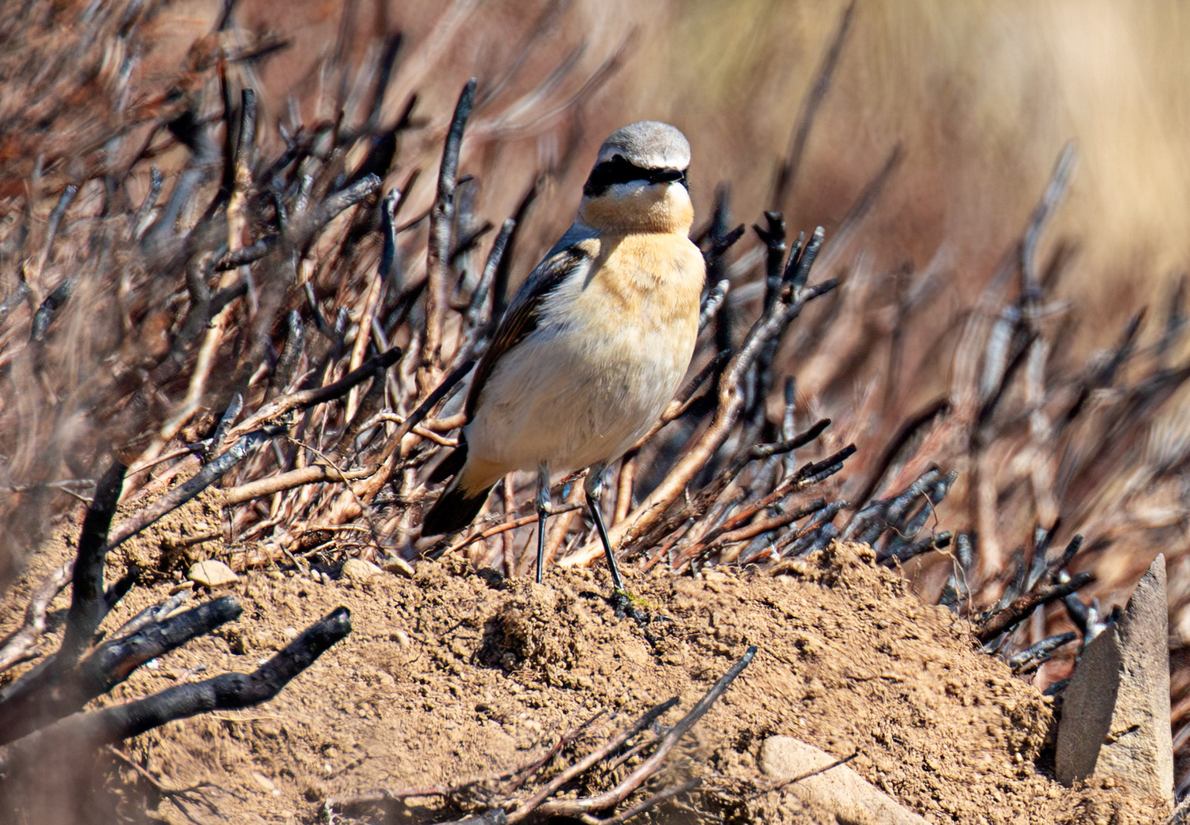 Wheatear: Lammermuir Hills at Faseny Bridge.