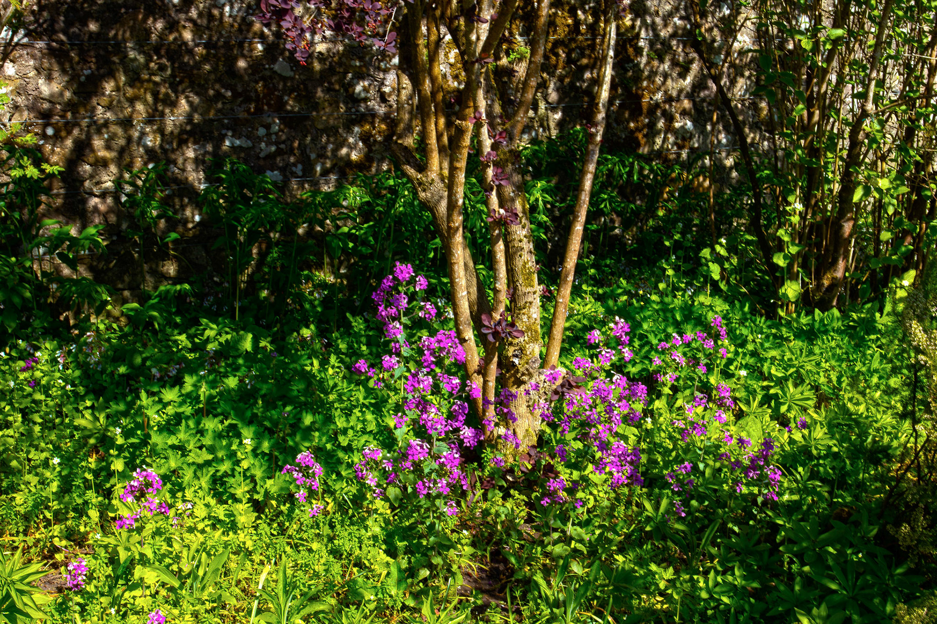 Malleny Gardens, Balerno 27 April 2026