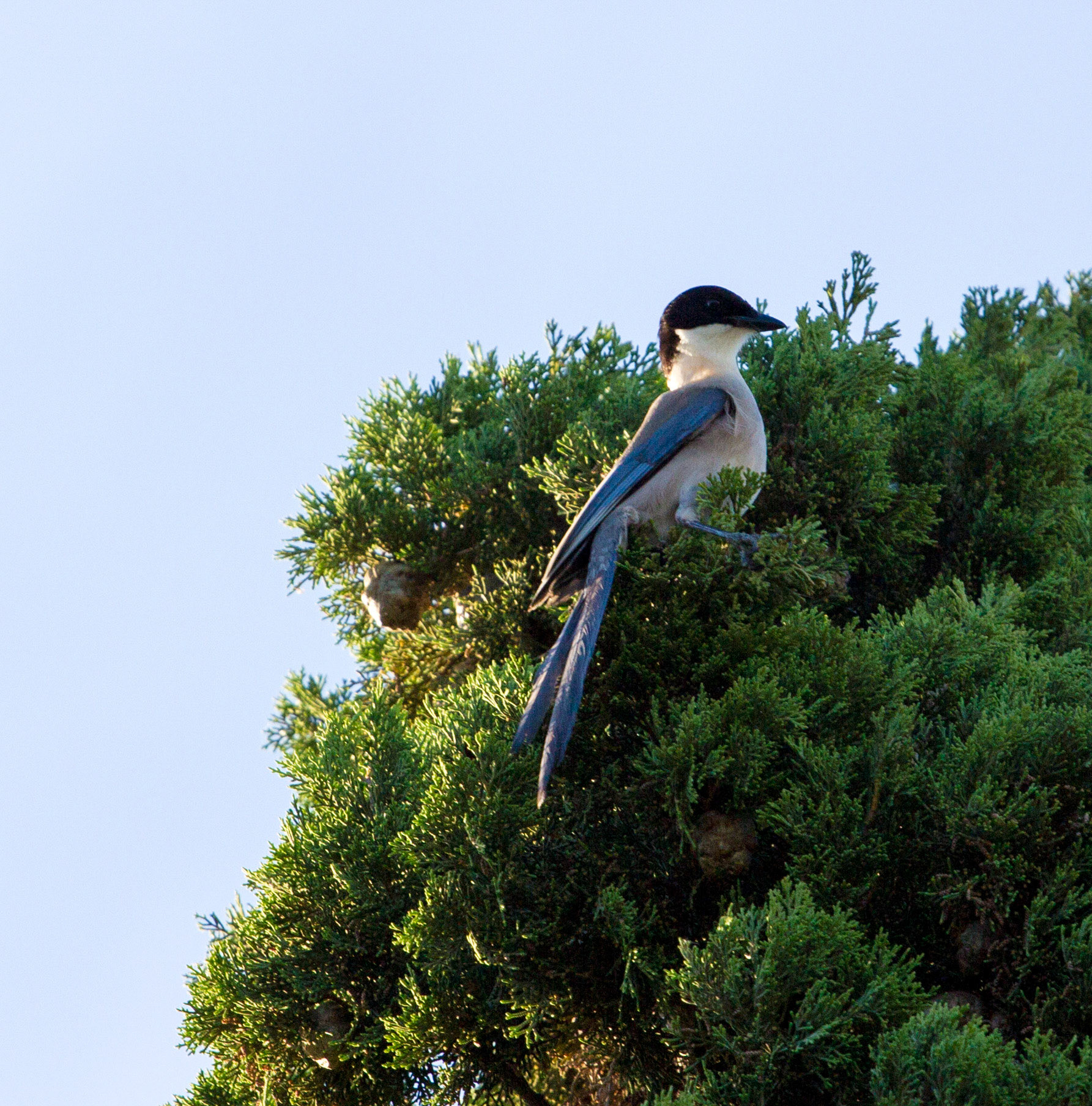 My first ever Azure-Winged Magpies in Tavira. Saw lots more after this, up to 8 at a time.