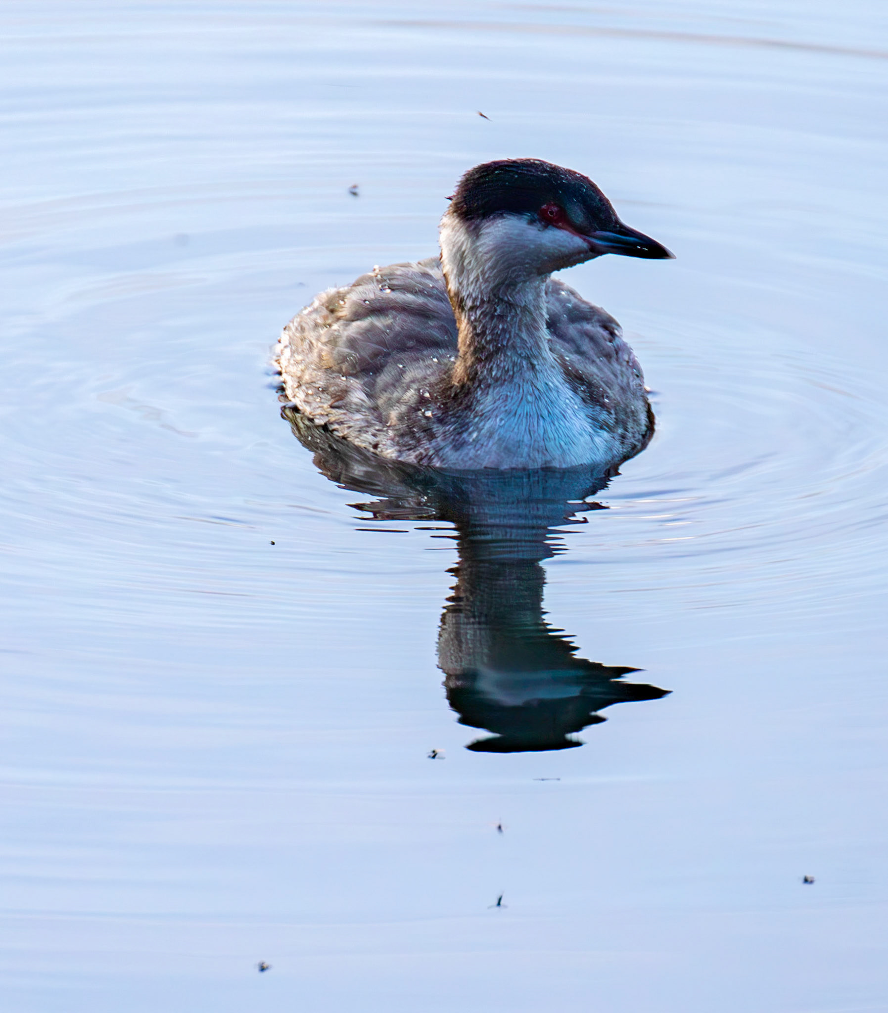 Slavonian Grebe at Linlithgow Loch 18 March 2026