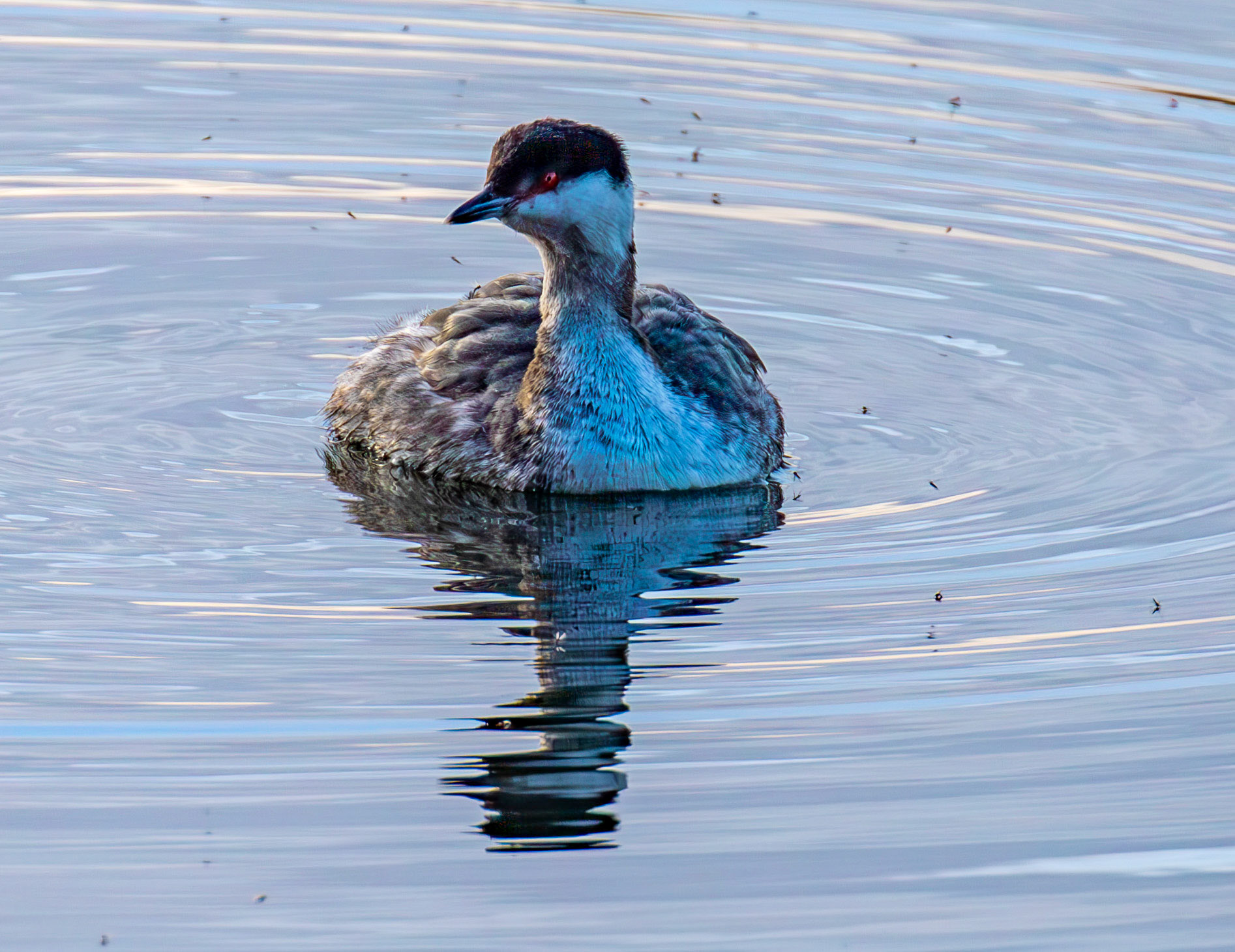 Slavonian Grebe at Linlithgow Loch 18 March 2026