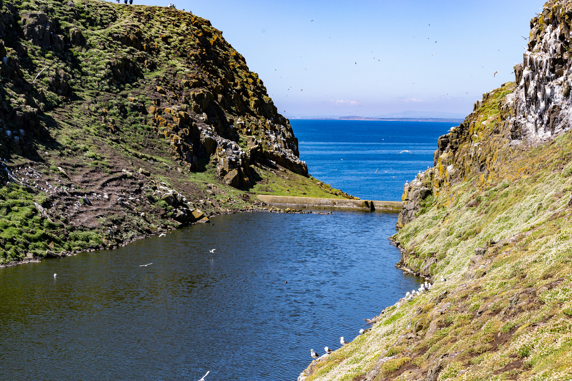 Isle of May - 04 June 2022