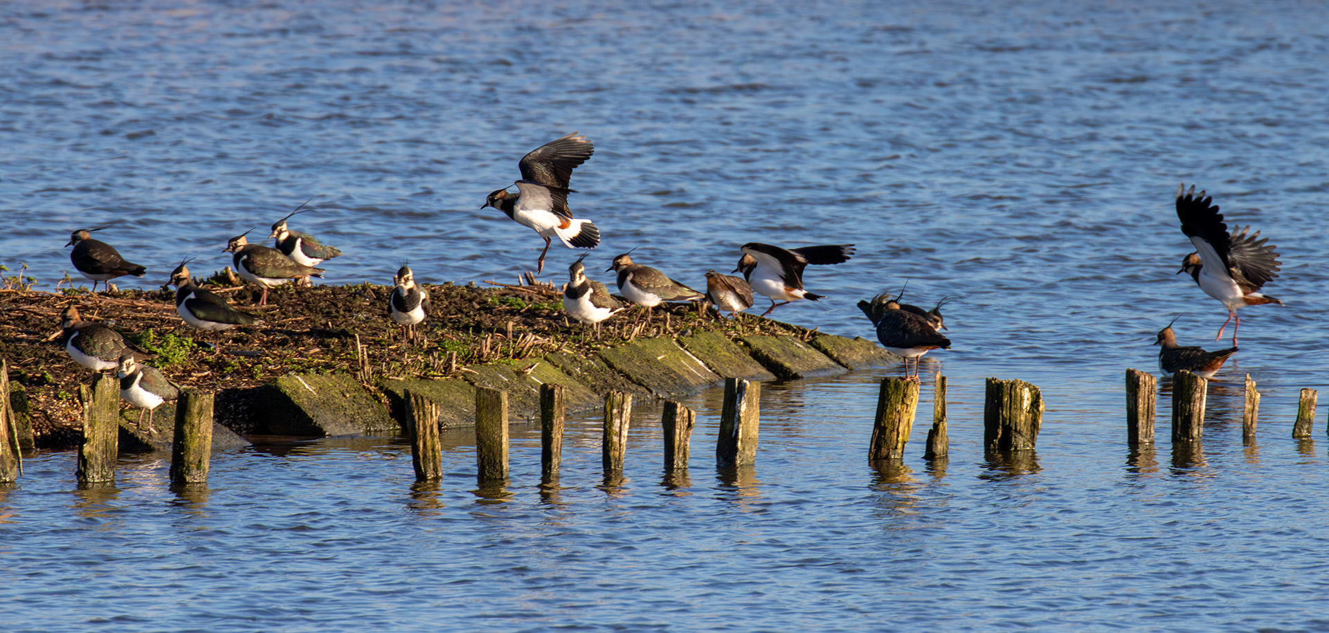 Lapwing at Titchfield Haven 02 January 2025