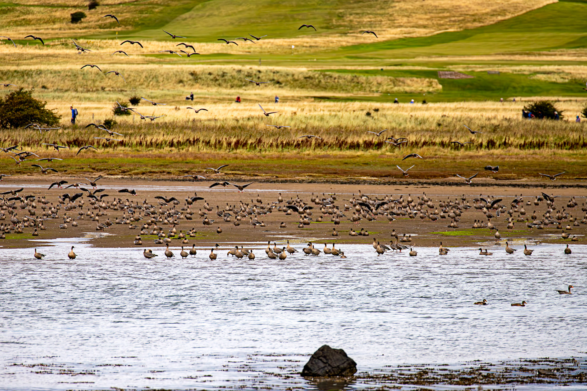 Pink-Footed Geese - Aberlady Bay 14 Sept 2024