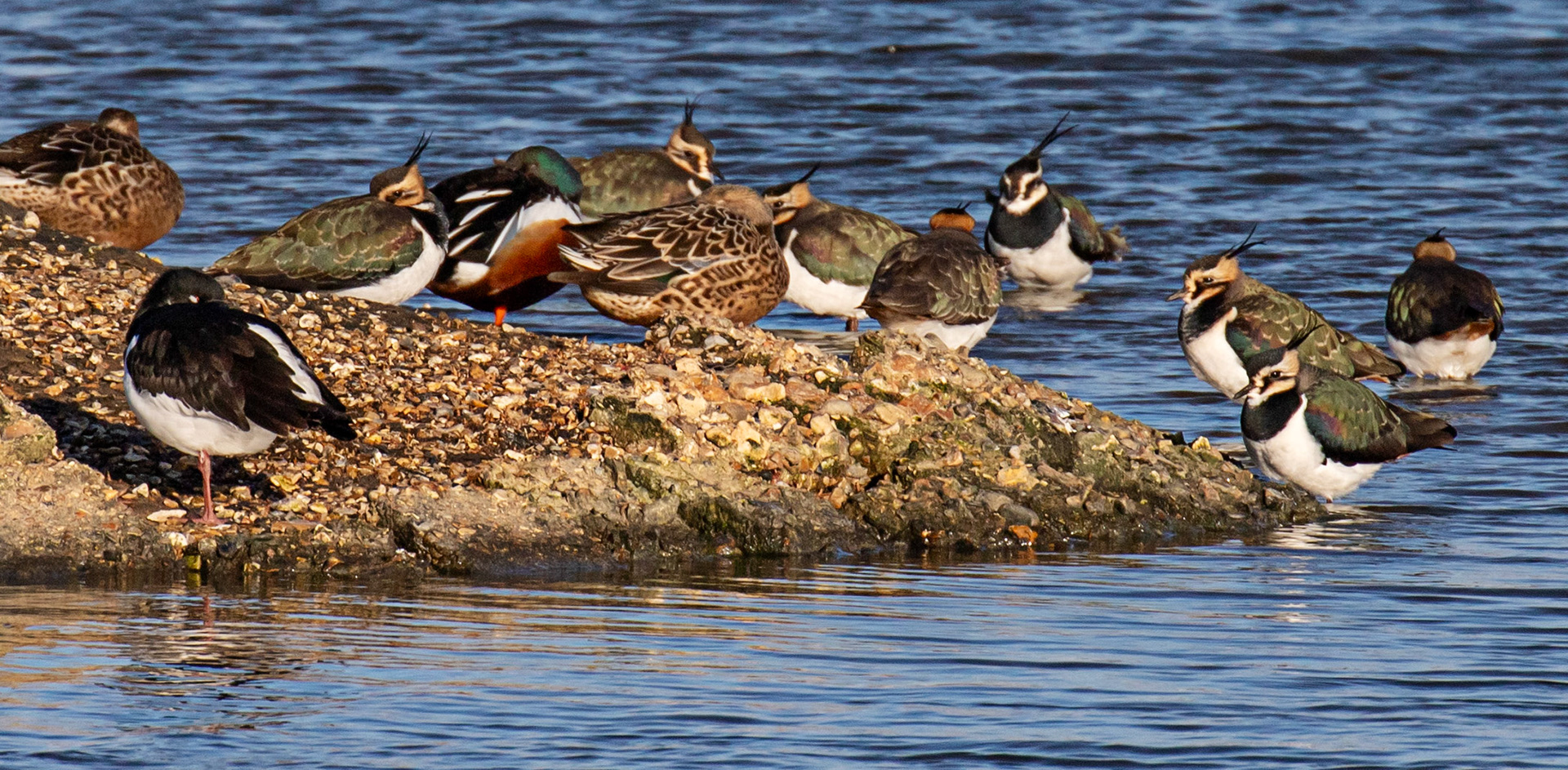 Lapwing &amp; Shoveller at Titchfield Haven 02 January 2025