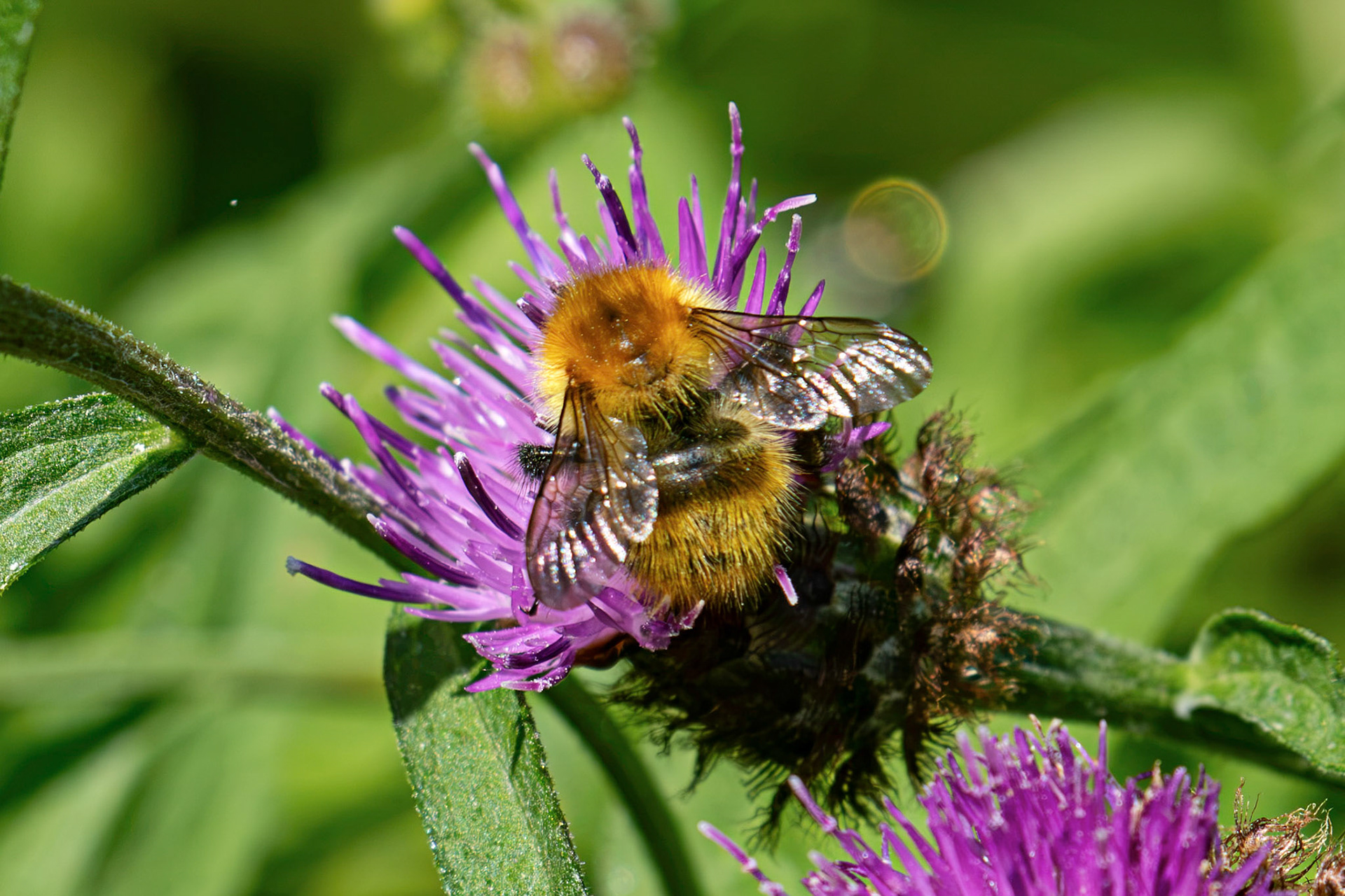 Common Carder Bee (Bombus pascuorum)  - Howden Walled Garden 15 July 2026