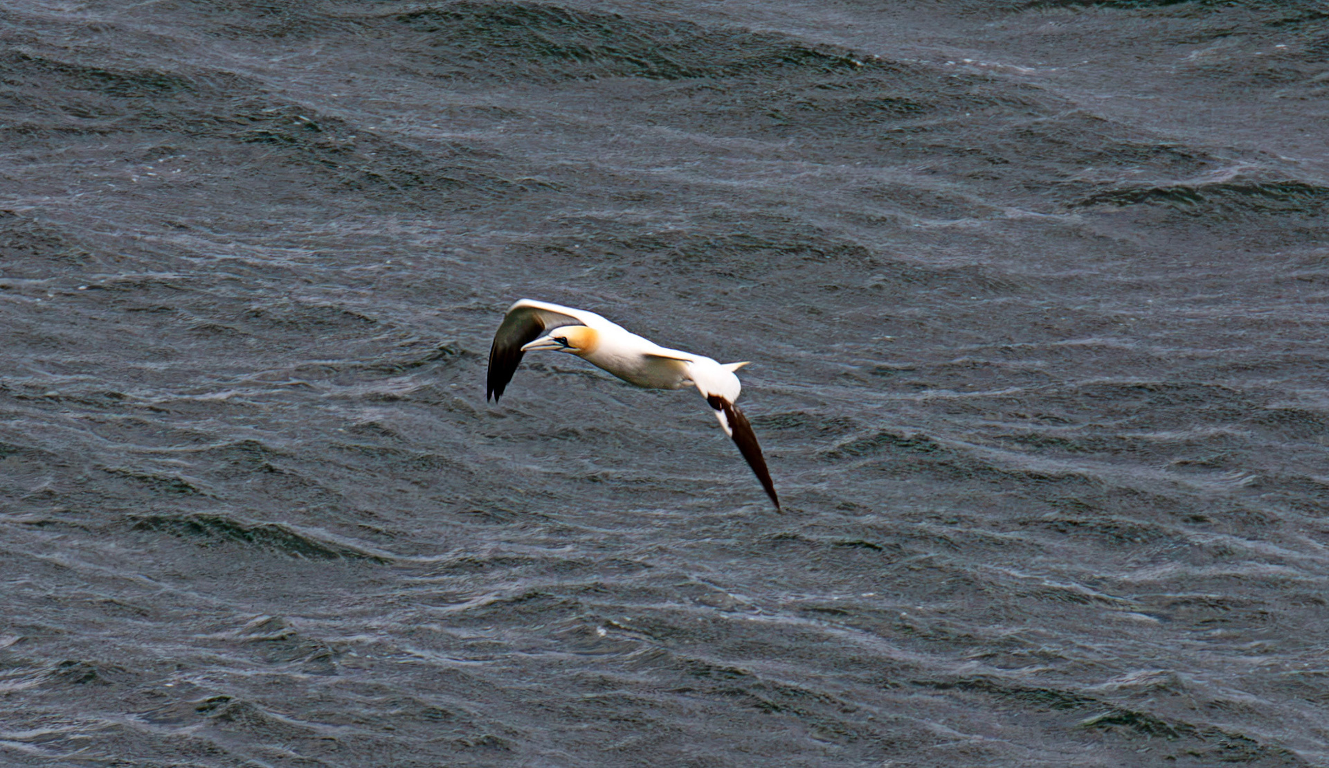 Northern Gannet - Tantallon Castle 04 July 2026