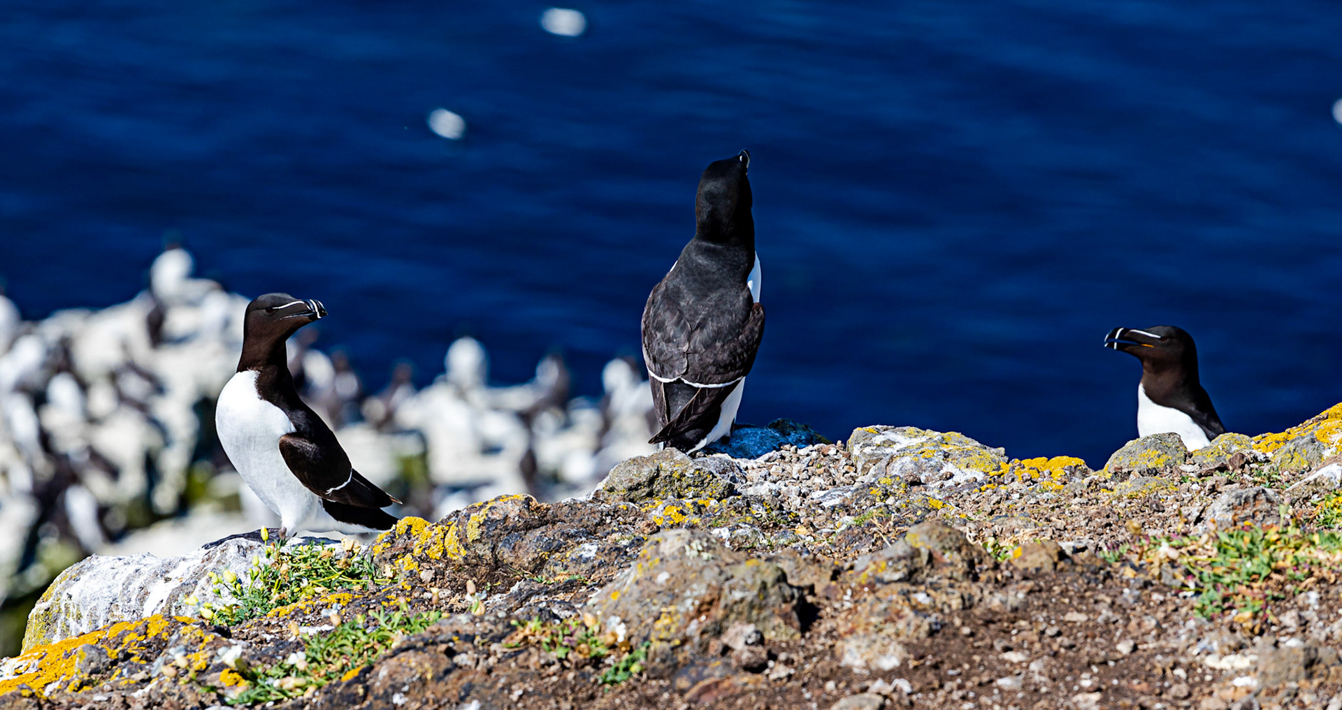 Razorbill - Isle of May - 04 June 2022