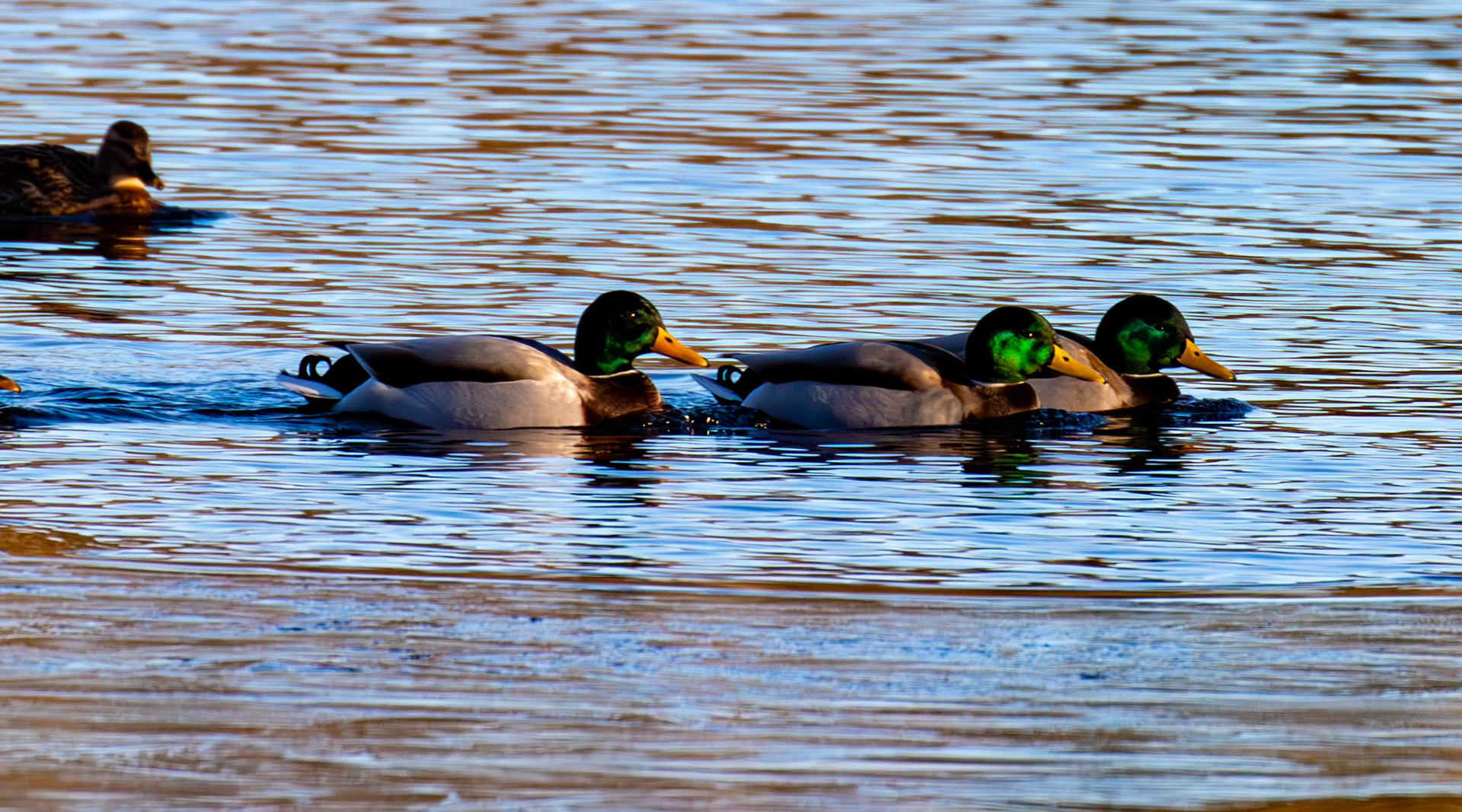 Mallard at Birnie &amp; Gaddon Lochs 08 January 2025