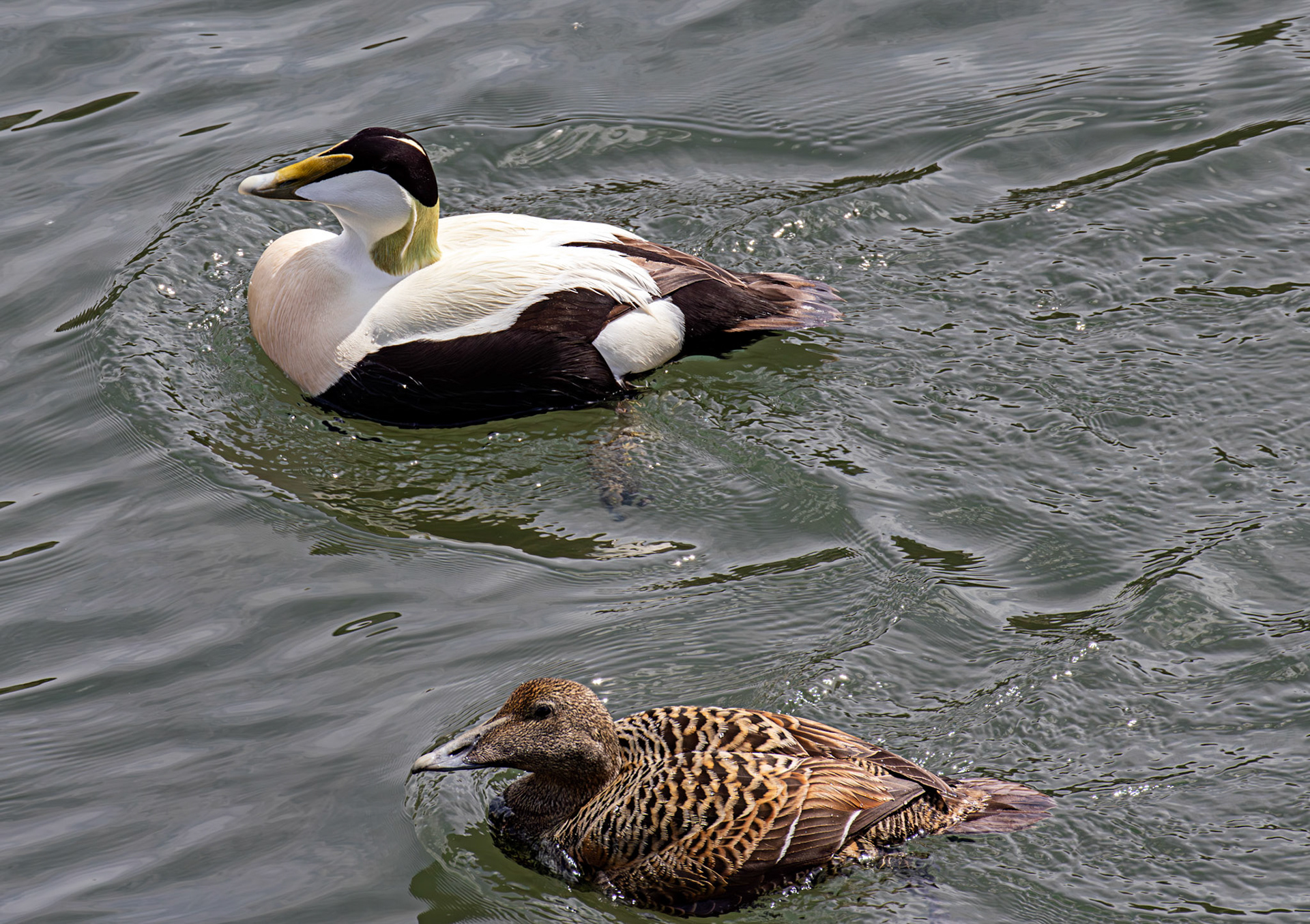 Kirkcaldy Harbour 23 May 2026
