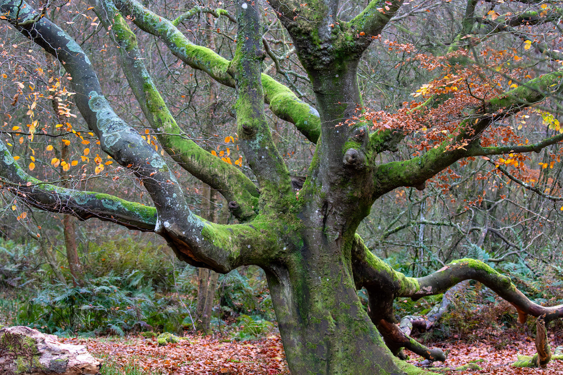 Hermand Birch Wood 13 November 2024