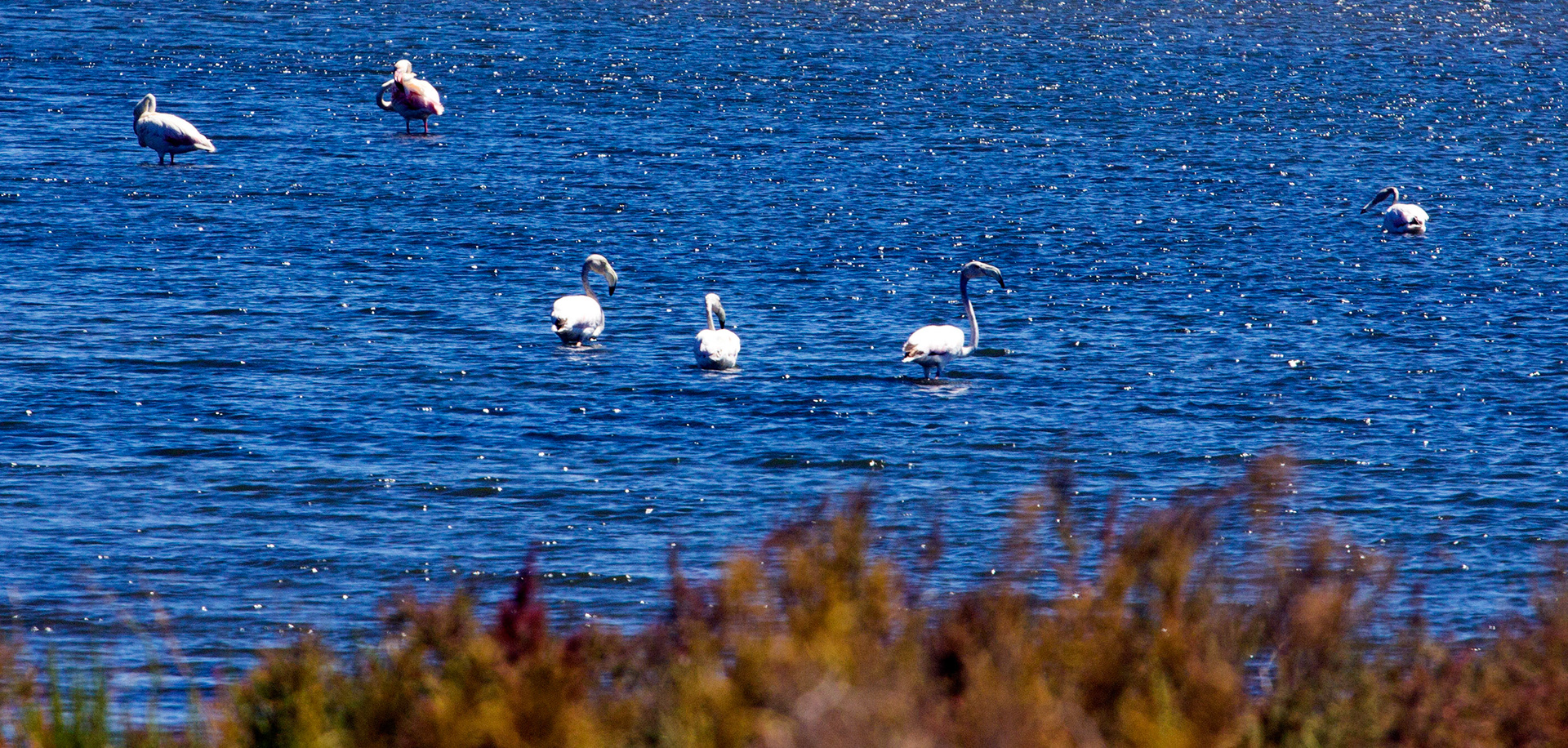 Greater Flamingos on the Salt Pans in Vila Real de Santo António