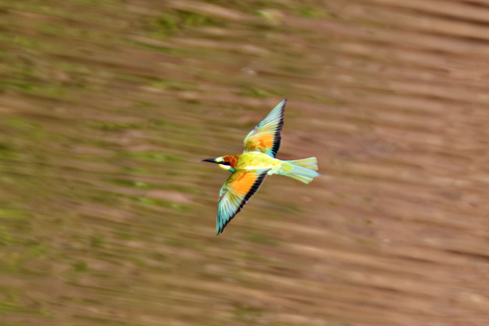 European Beeeater - Barca de Alva 22 August 2026