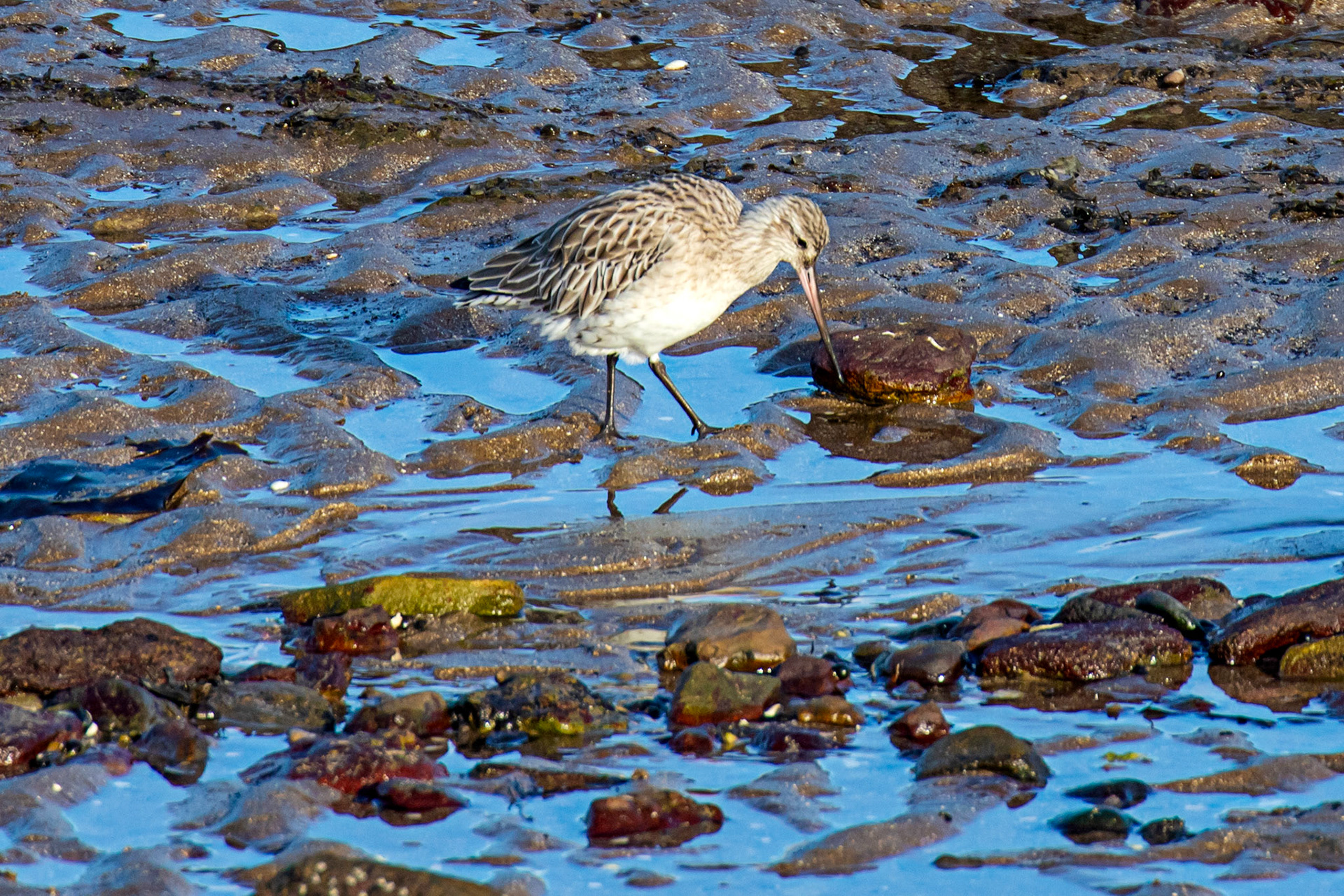 Port Seton 18 November 2024