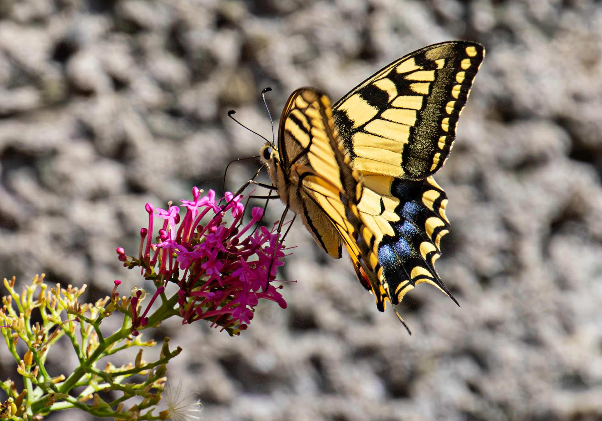 Swallowtail Butterfly - Riomaggiore 06 Sept 2025