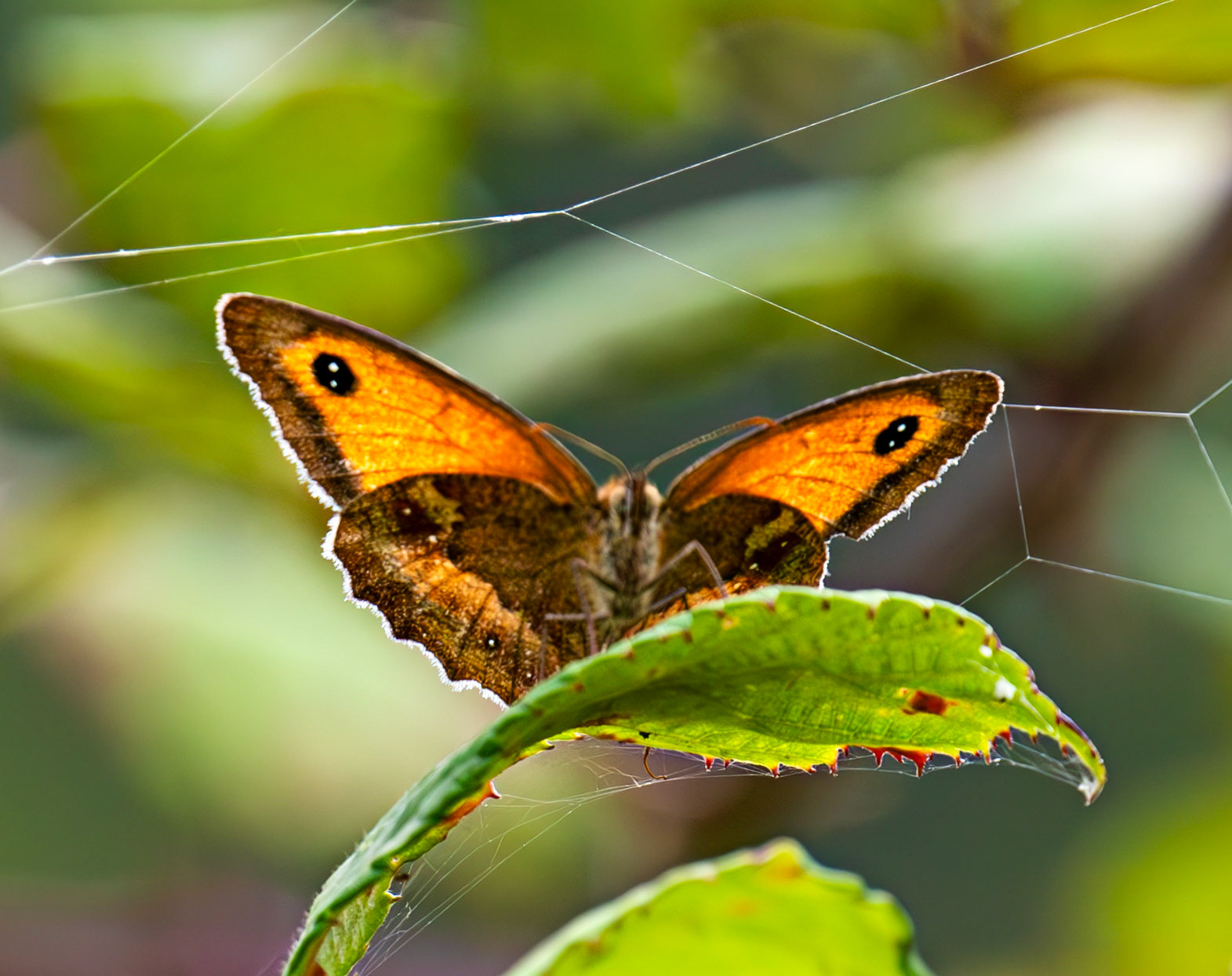 Gatekeeper (Pyronia tithonus) Cheriton 25 July 2025