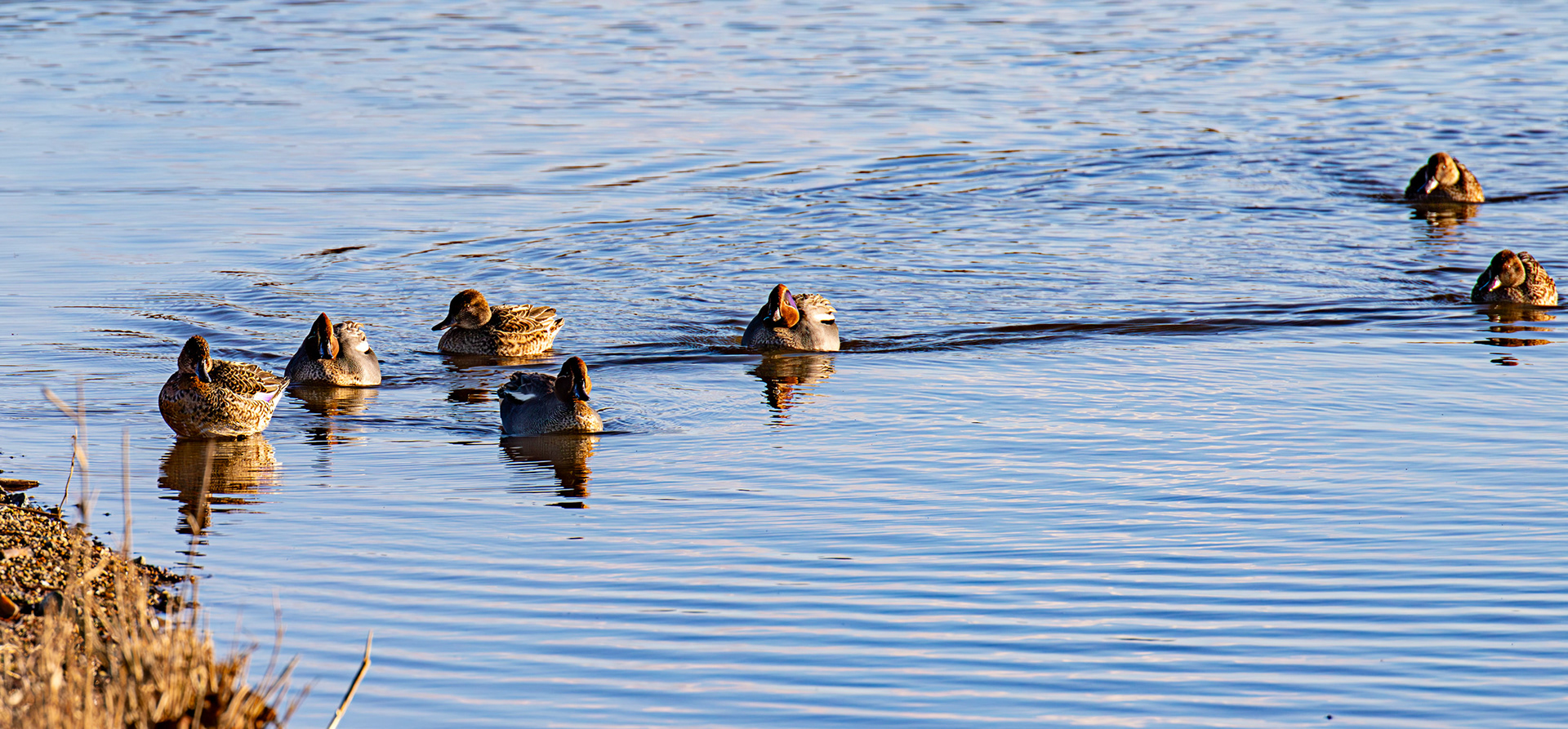 Teal at Titchfield Haven 02 January 2025